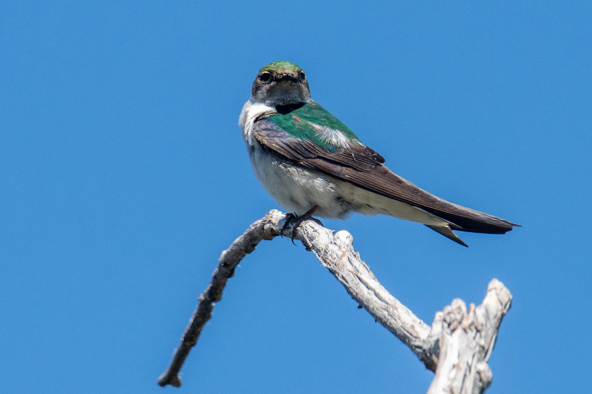 Violet-green Swallow (Tachycineta thalassina)
