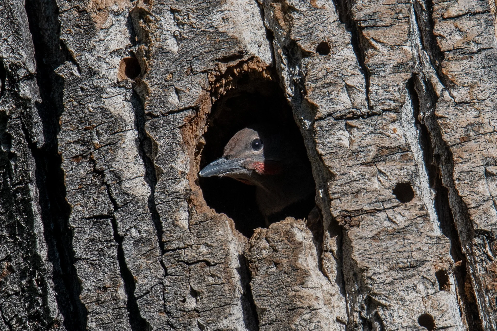Northern Flicker (Colaptes auratus)