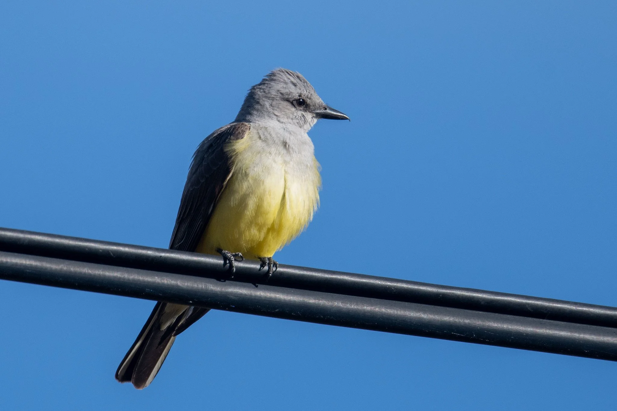 Western Kingbird (Tyrannus verticalis)