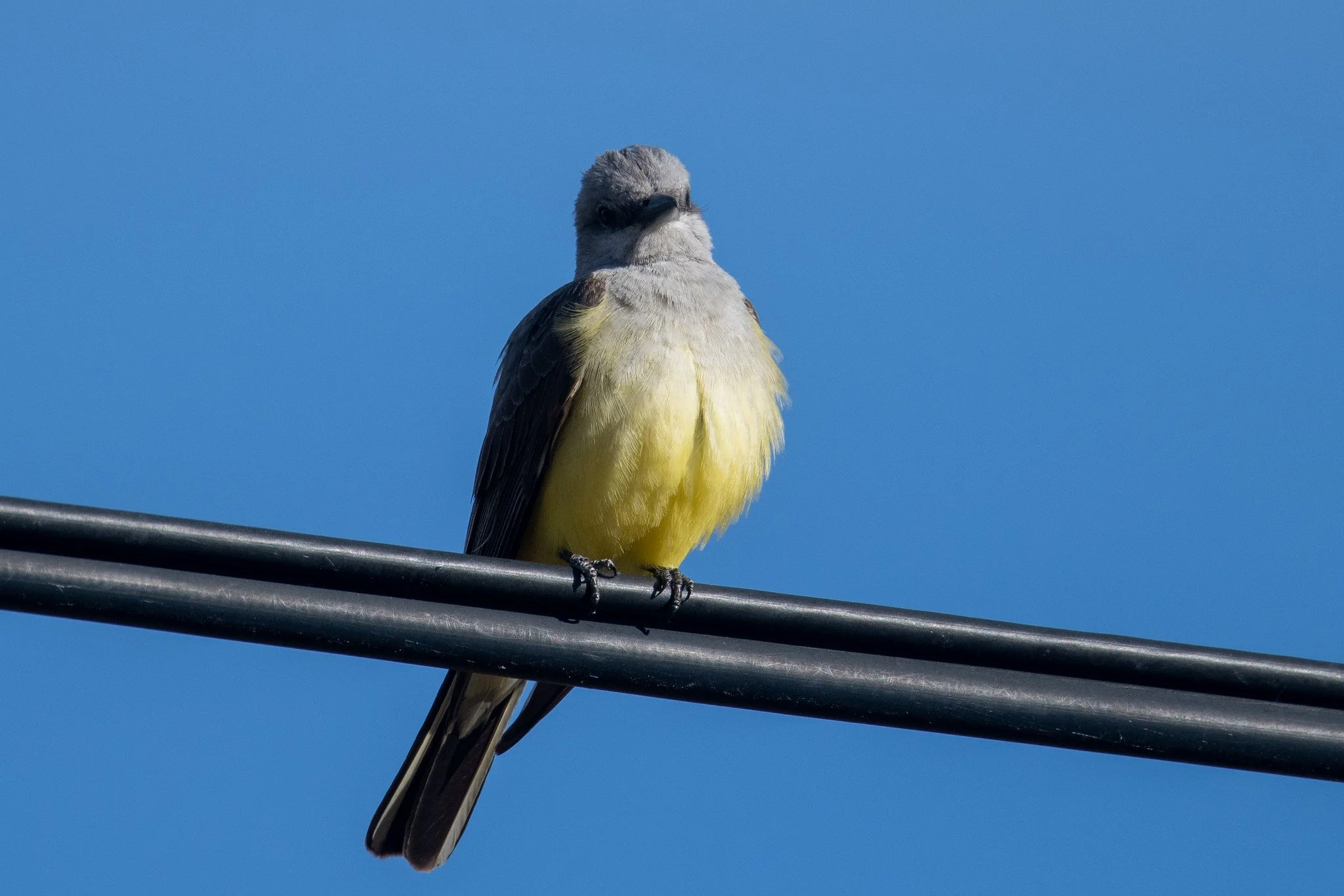Western Kingbird (Tyrannus verticalis)