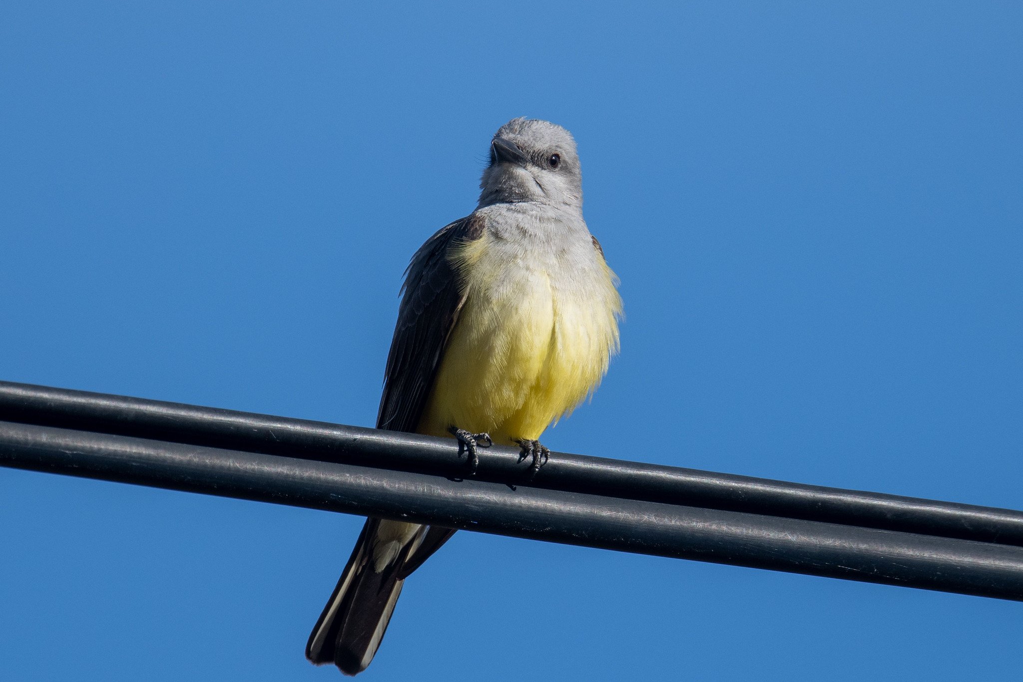 Western Kingbird (Tyrannus verticalis)