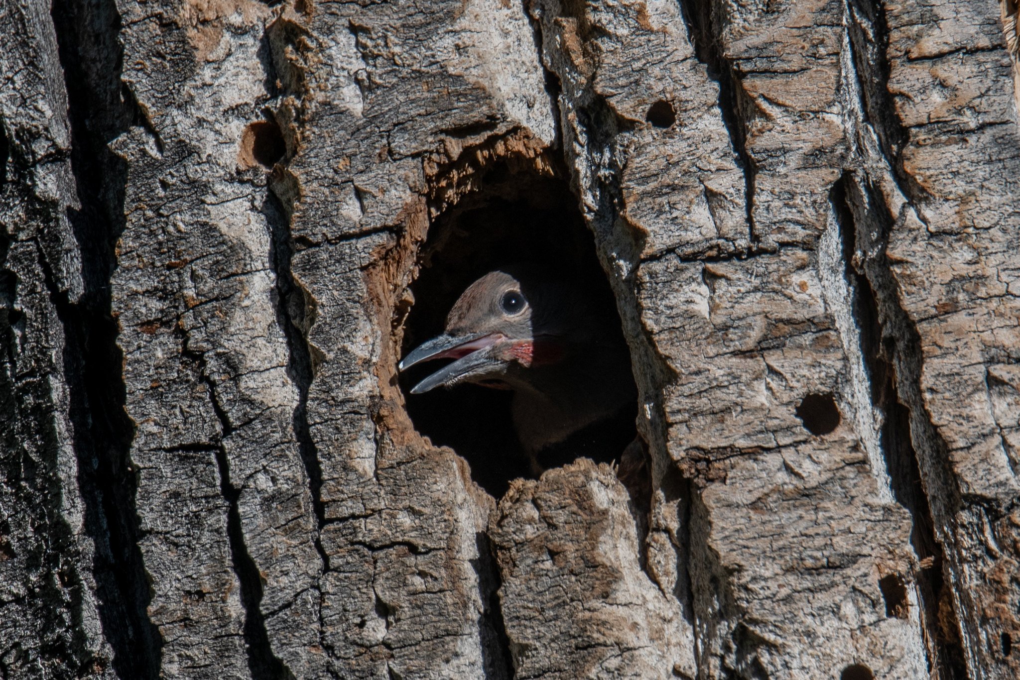 Northern Flicker (Colaptes auratus)