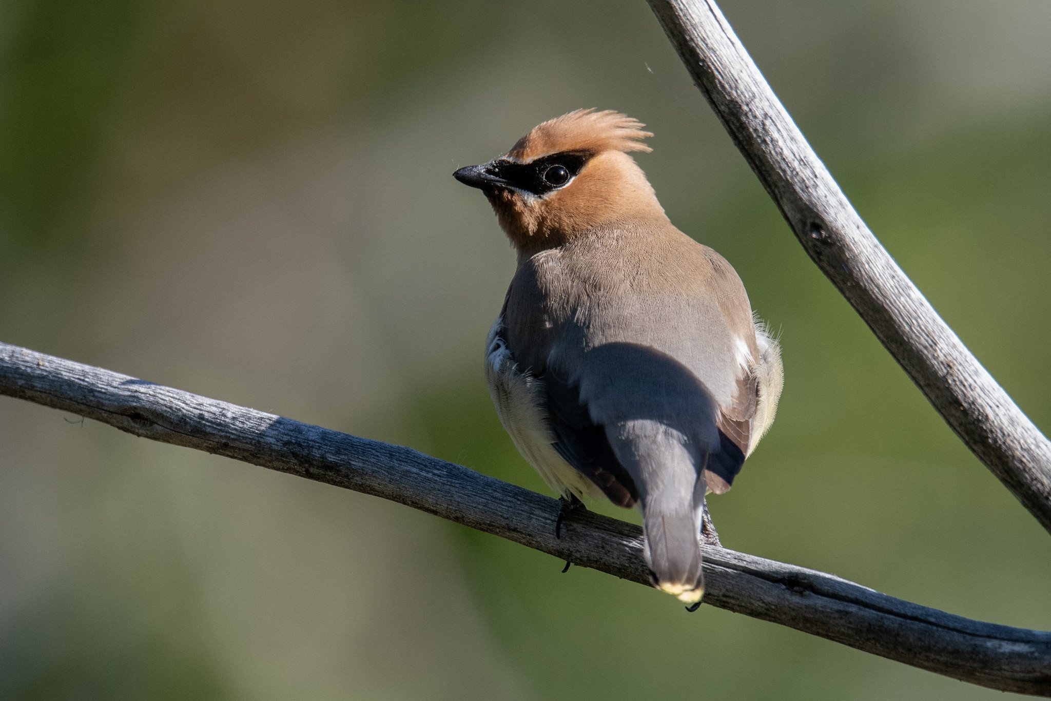 Cedar Waxwing (Bombycilla cedrorum)