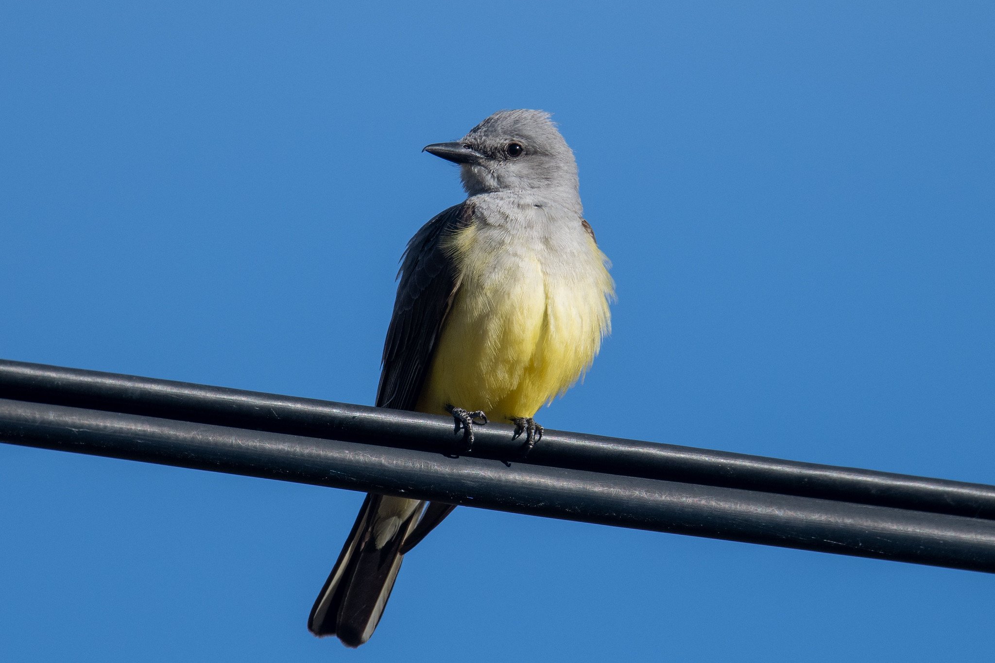 Western Kingbird (Tyrannus verticalis)