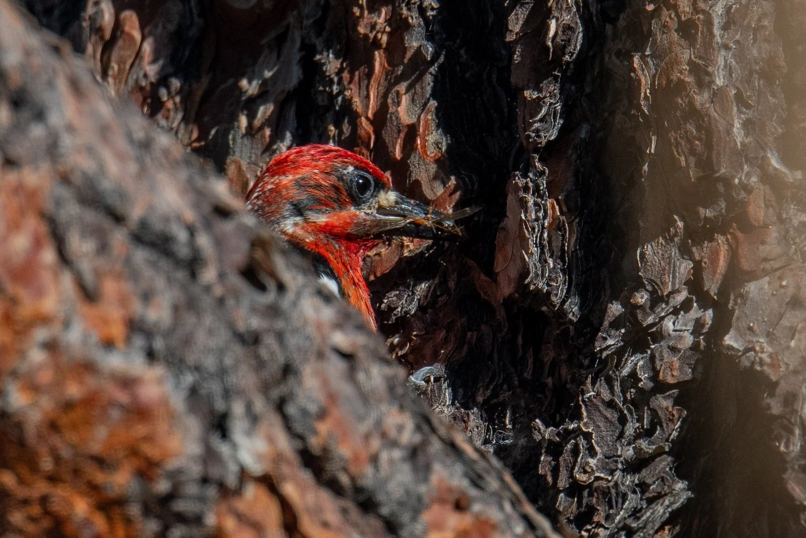 Red-breasted Sapsucker (Sphyrapicus ruber)