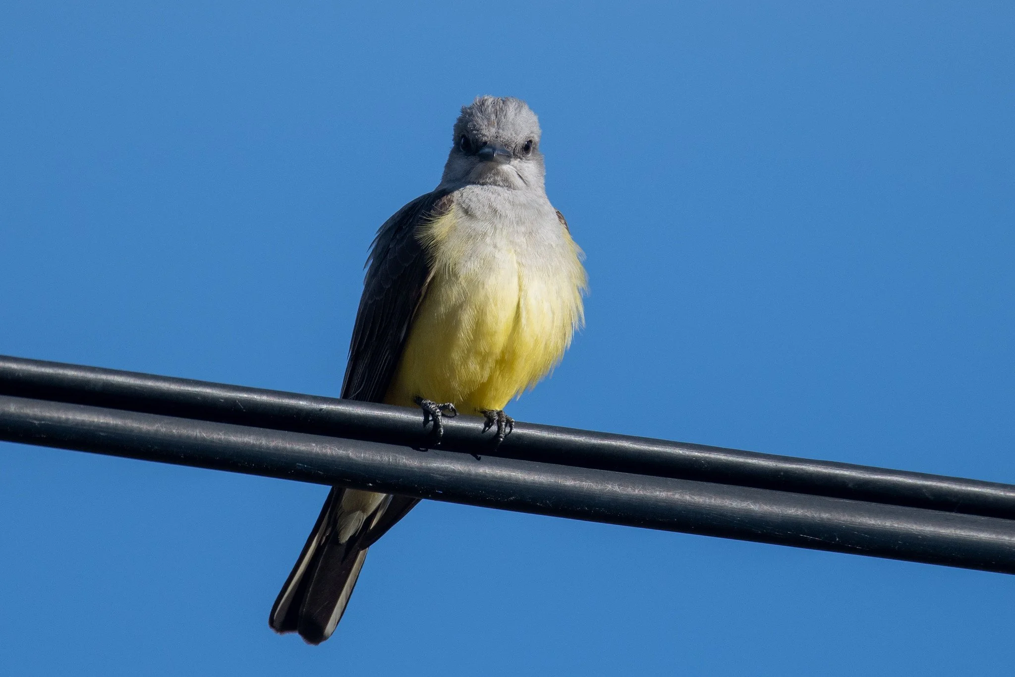 Western Kingbird (Tyrannus verticalis)