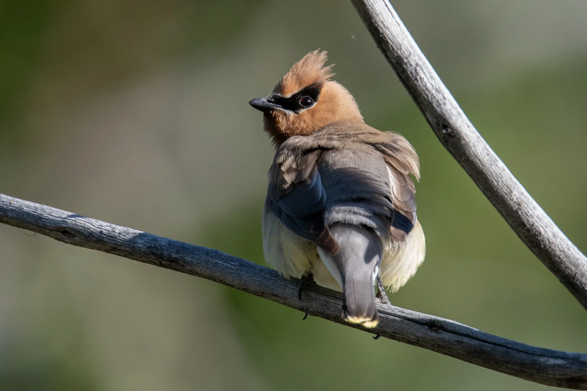 Cedar Waxwing (Bombycilla cedrorum)