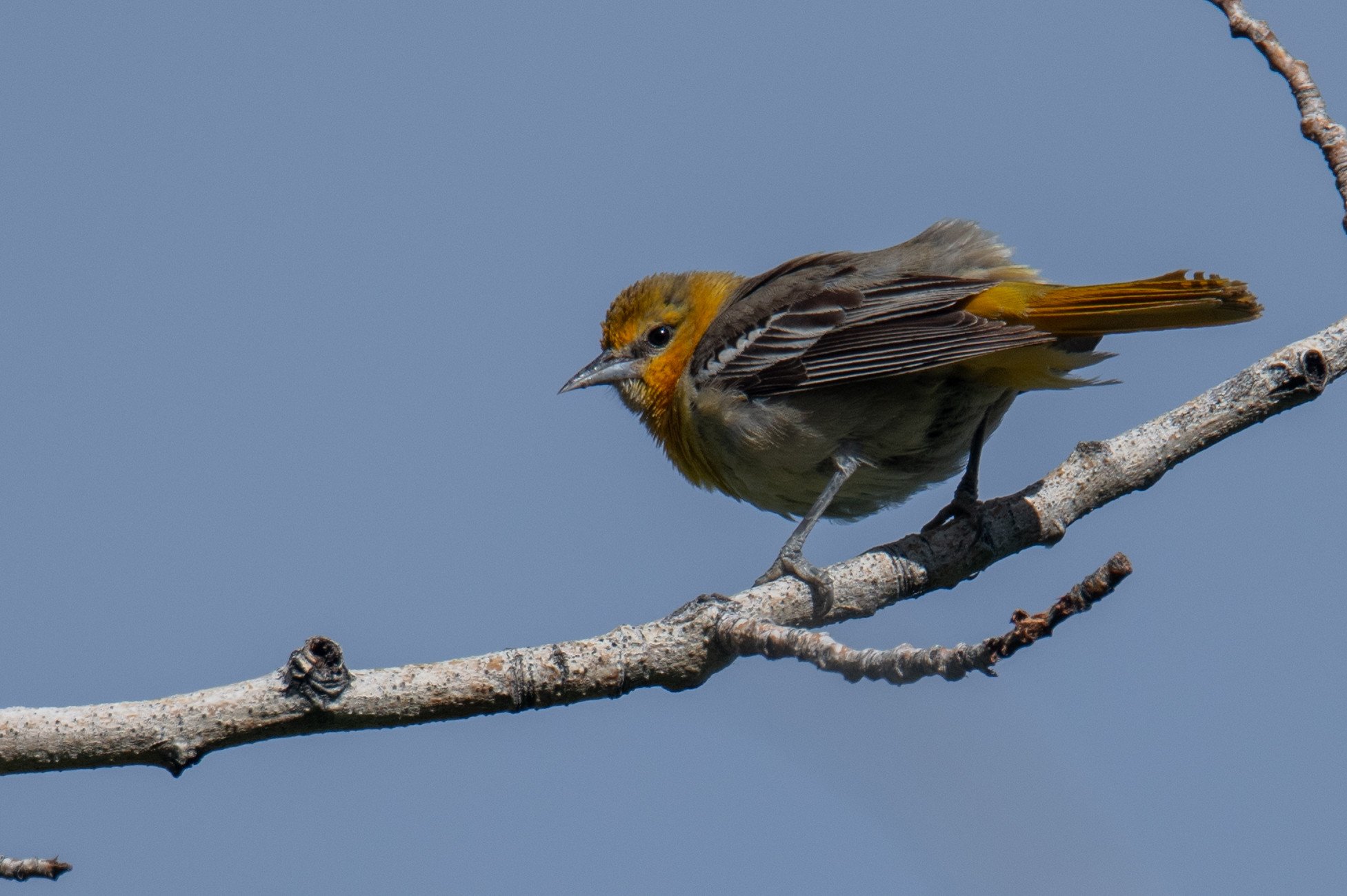 Bullock's Oriole (Icterus bullockii)