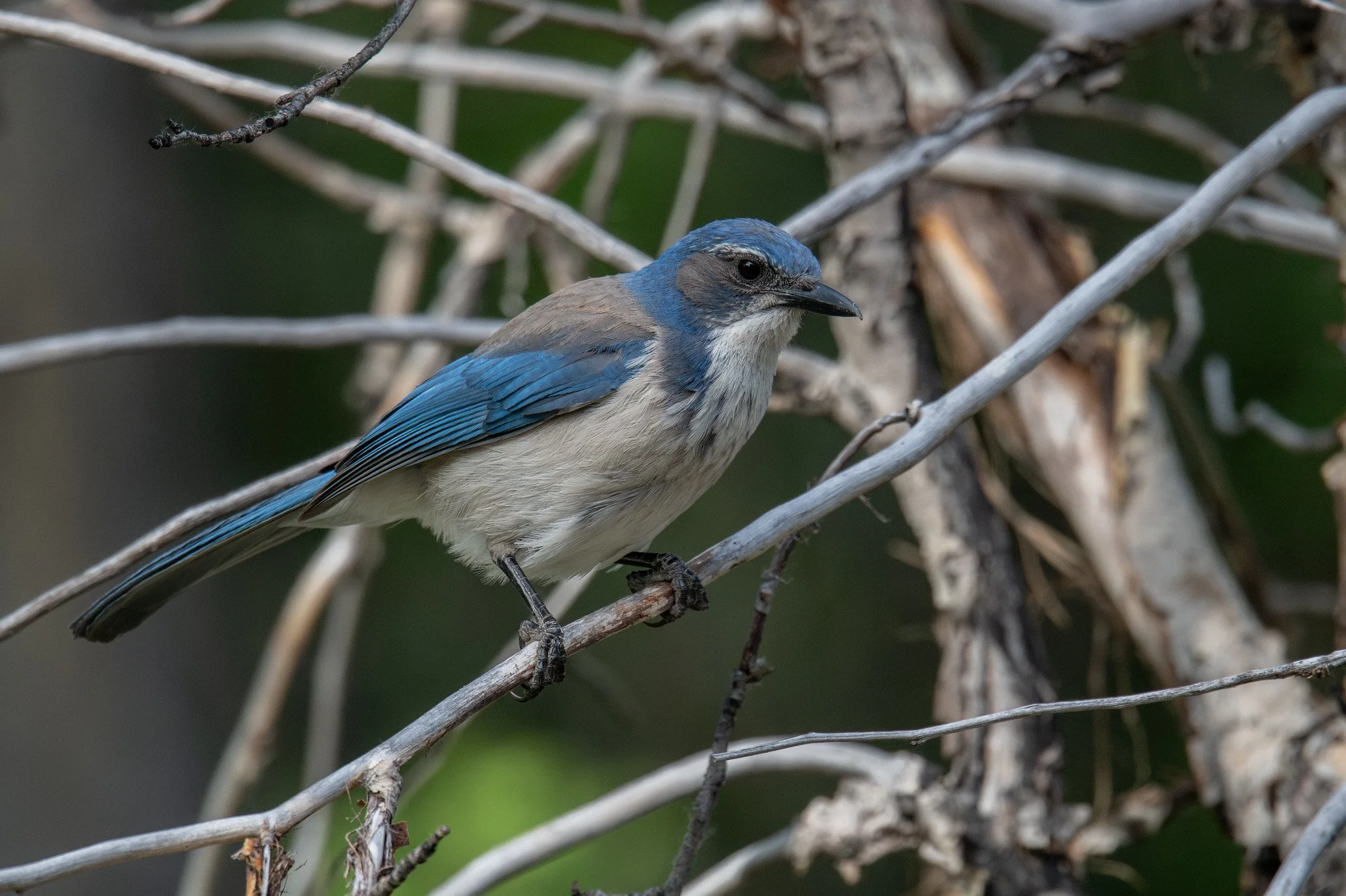 California Scrub-Jay (Aphelocoma californica)