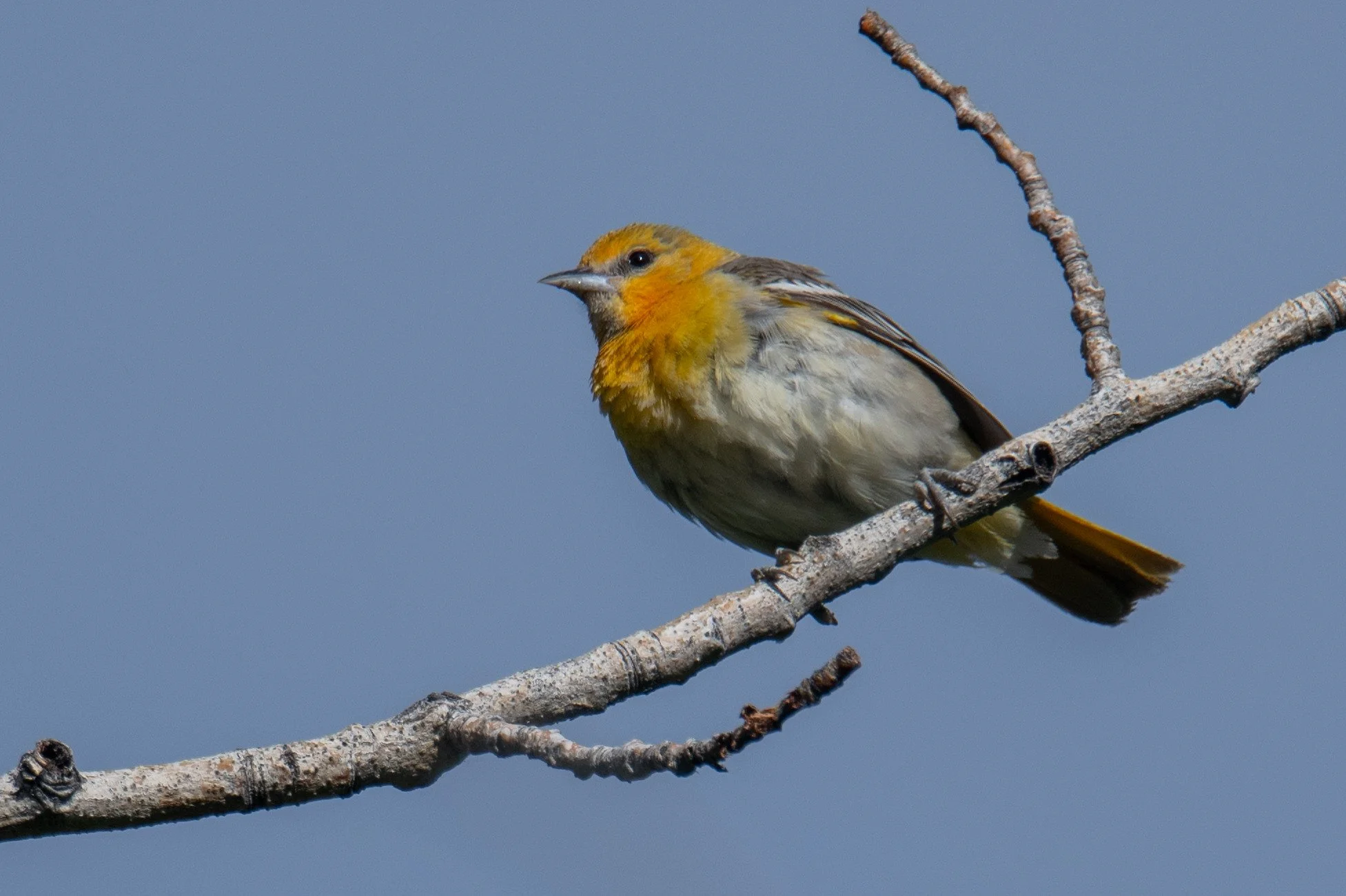 Bullock's Oriole (Icterus bullockii)