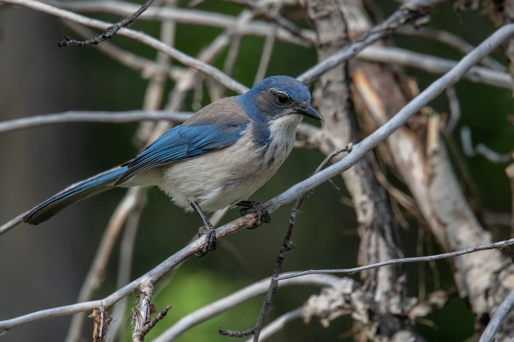 California Scrub-Jay (Aphelocoma californica)