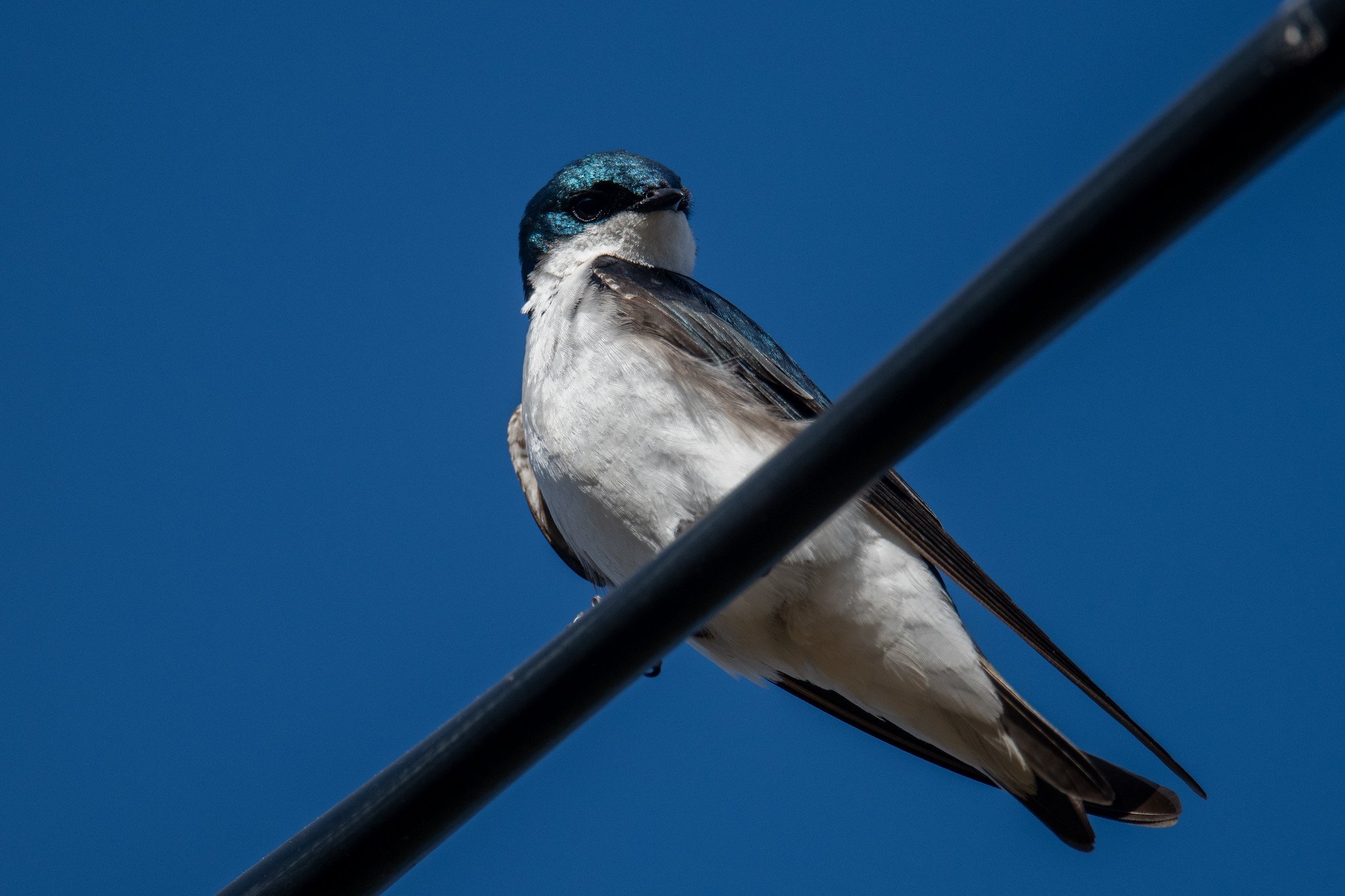 Tree Swallow (Tachycineta bicolor)