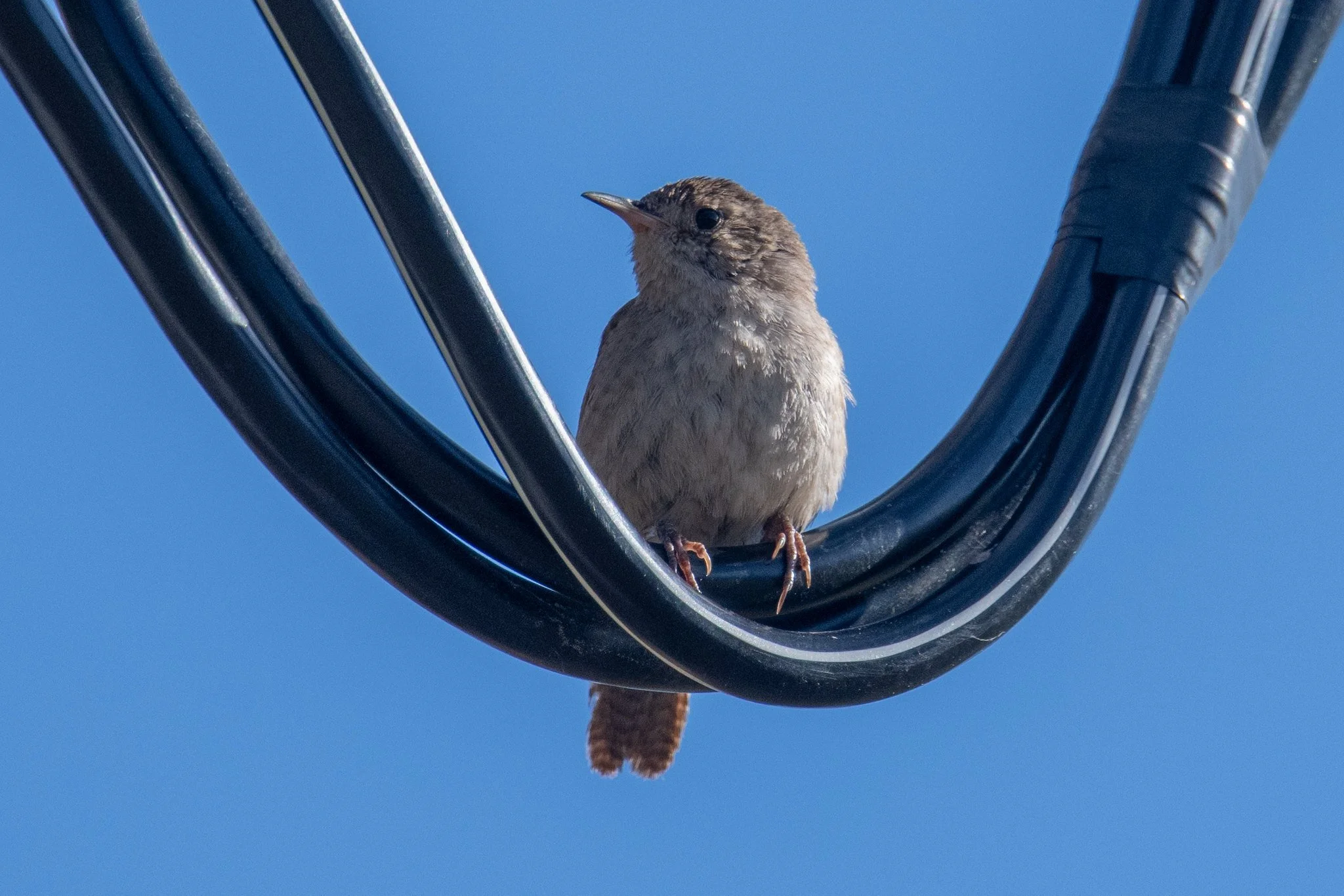Northern House Wren (Troglodytes aedon)
