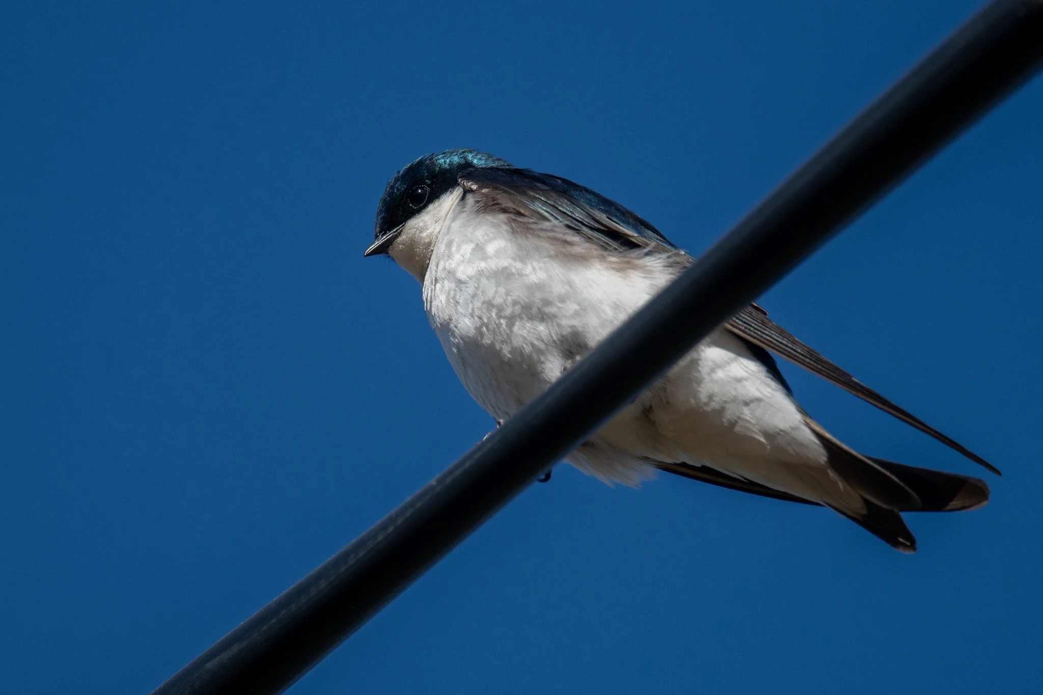 Tree Swallow (Tachycineta bicolor)