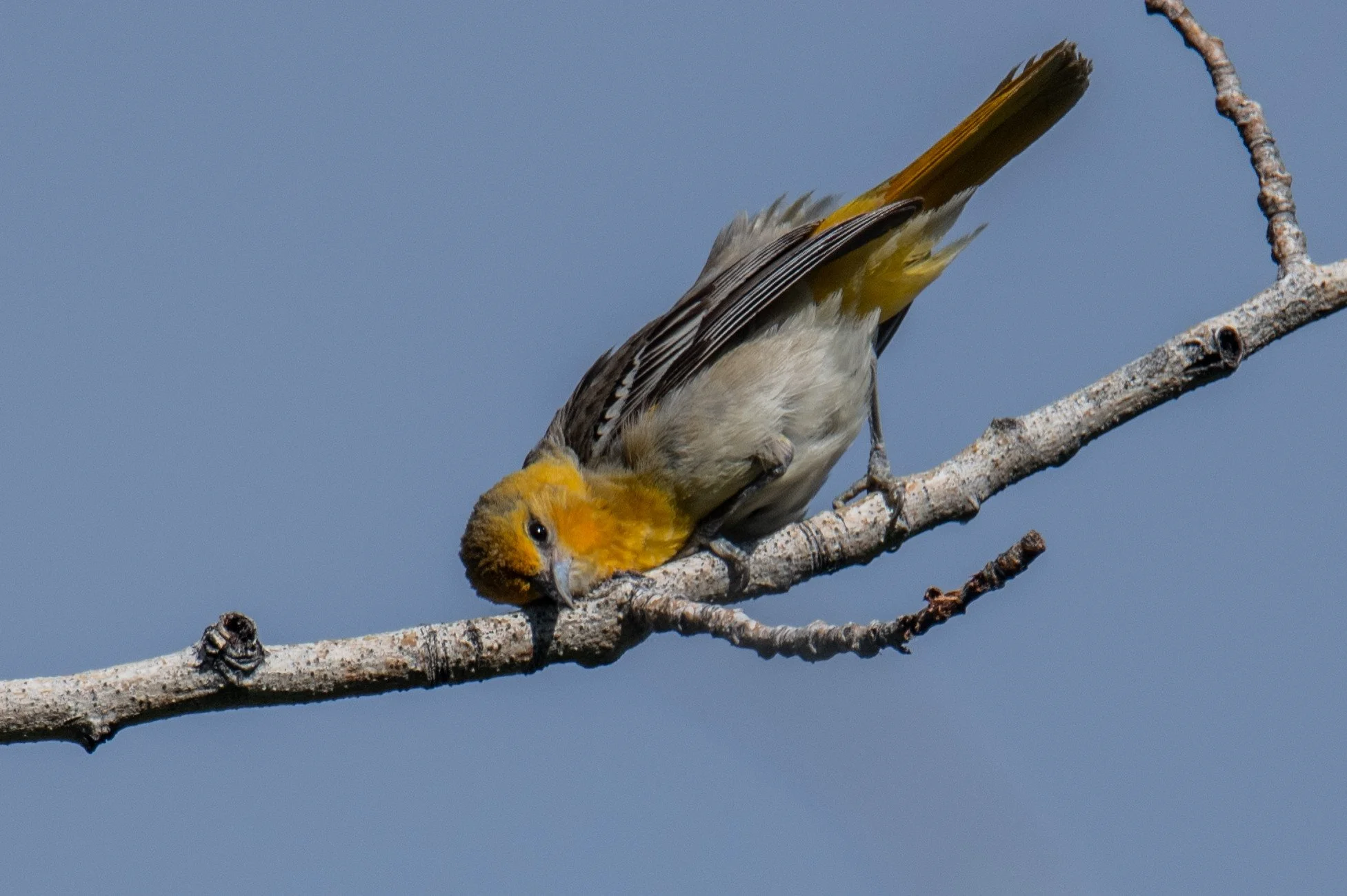 Bullock's Oriole (Icterus bullockii)