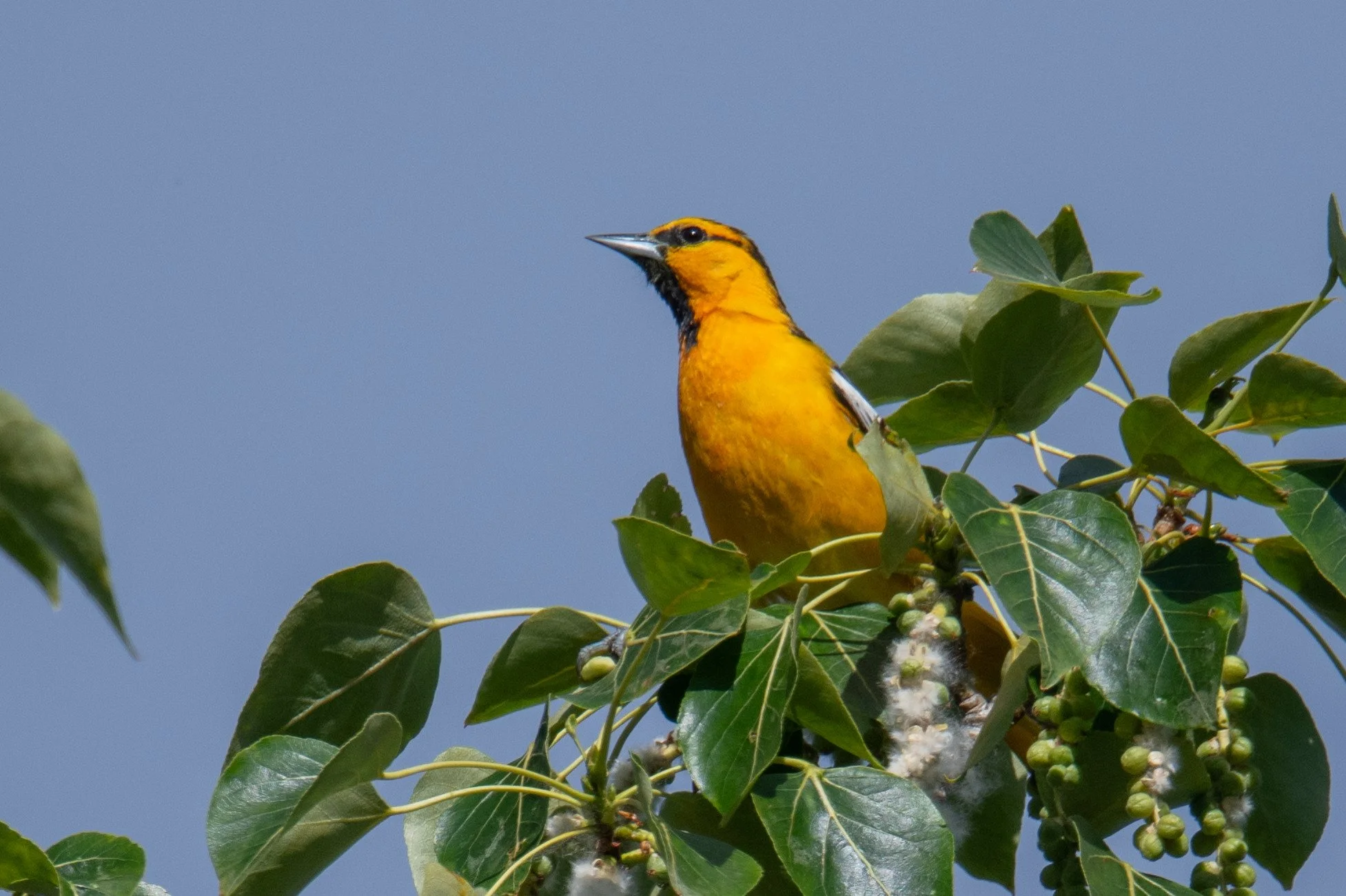 Bullock's Oriole (Icterus bullockii)