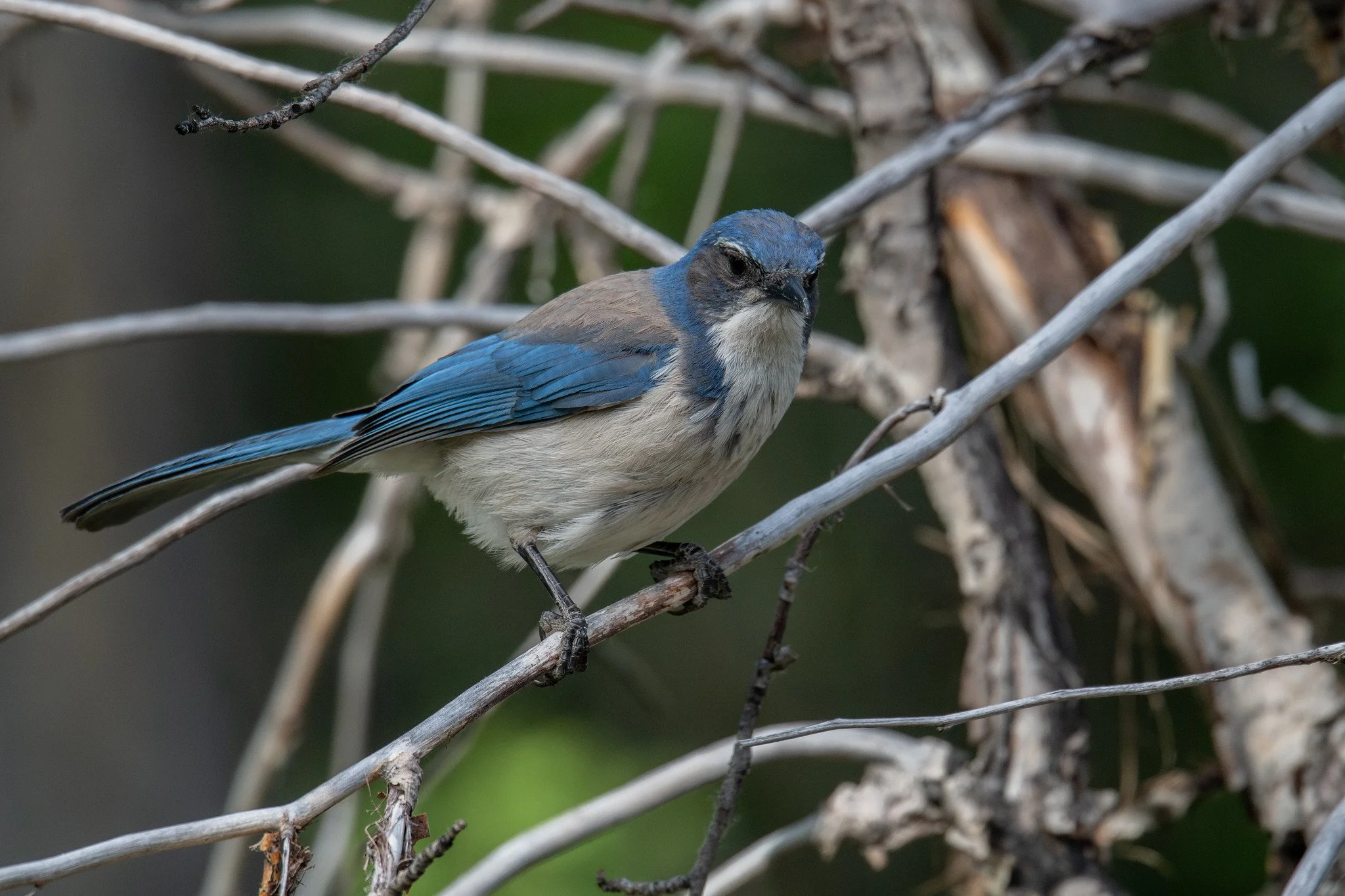 California Scrub-Jay (Aphelocoma californica)