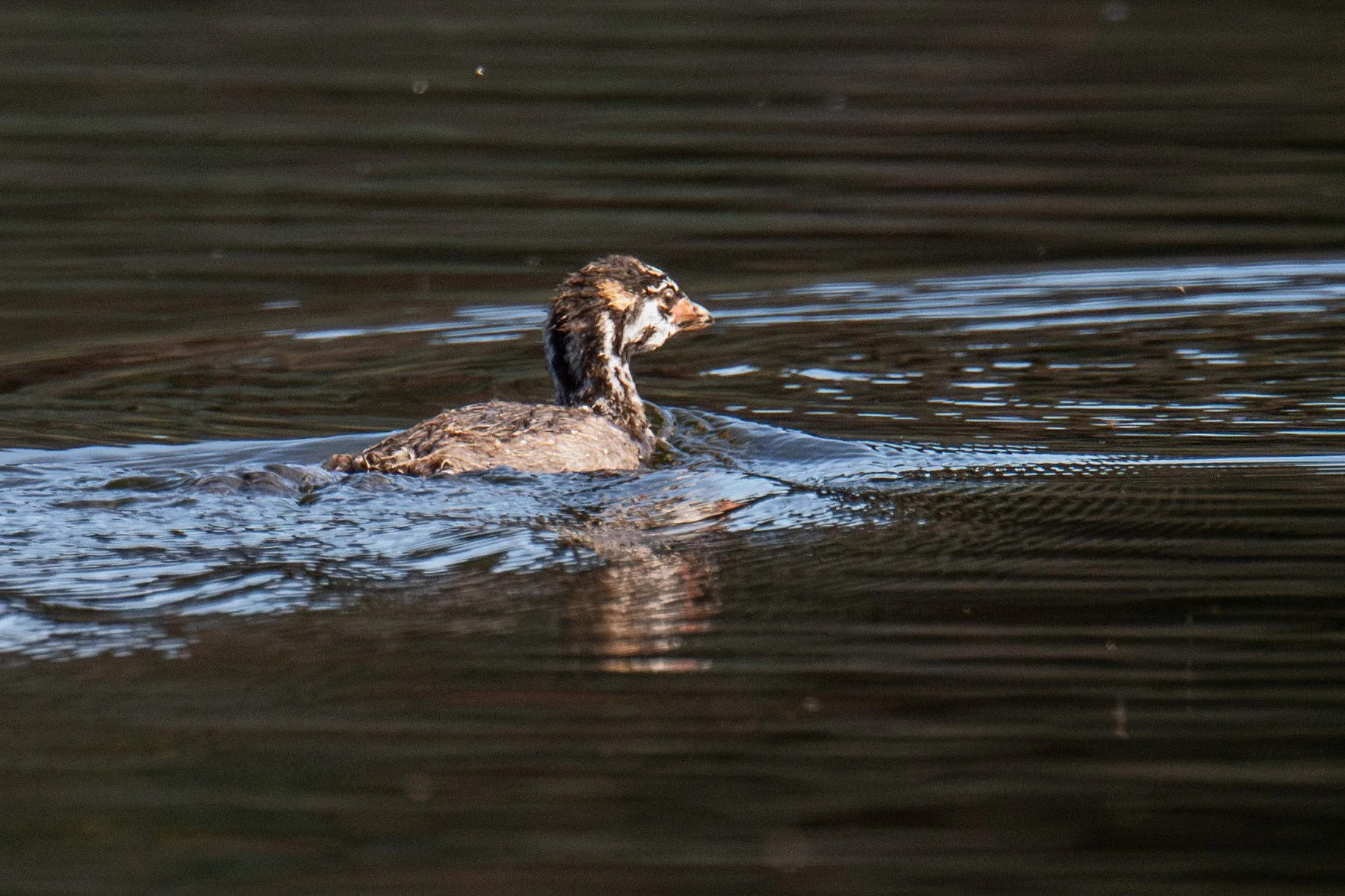 Pied-billed Grebe (Podilymbus podiceps)