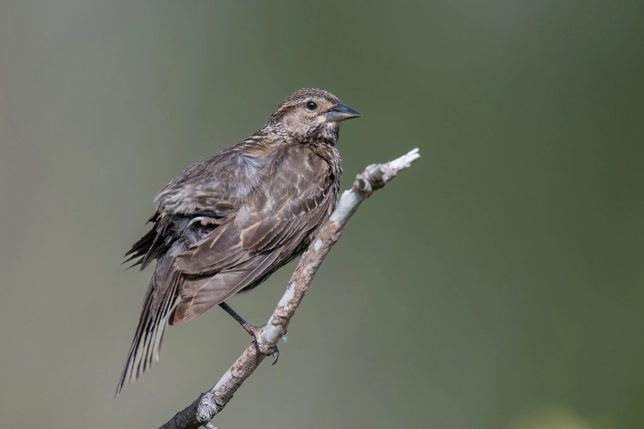 Red-winged Blackbird (Agelaius phoeniceus)