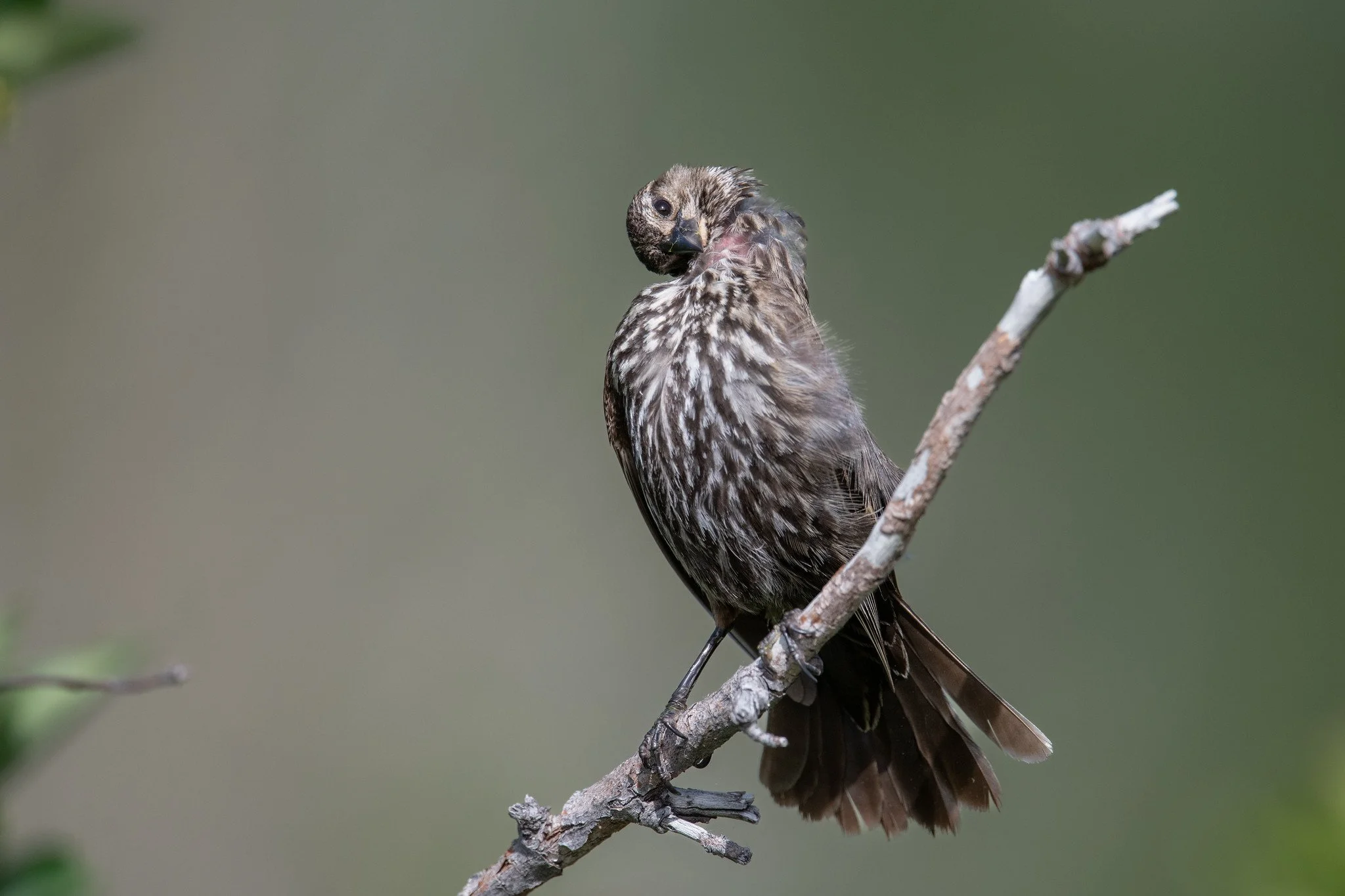 Red-winged Blackbird (Agelaius phoeniceus)