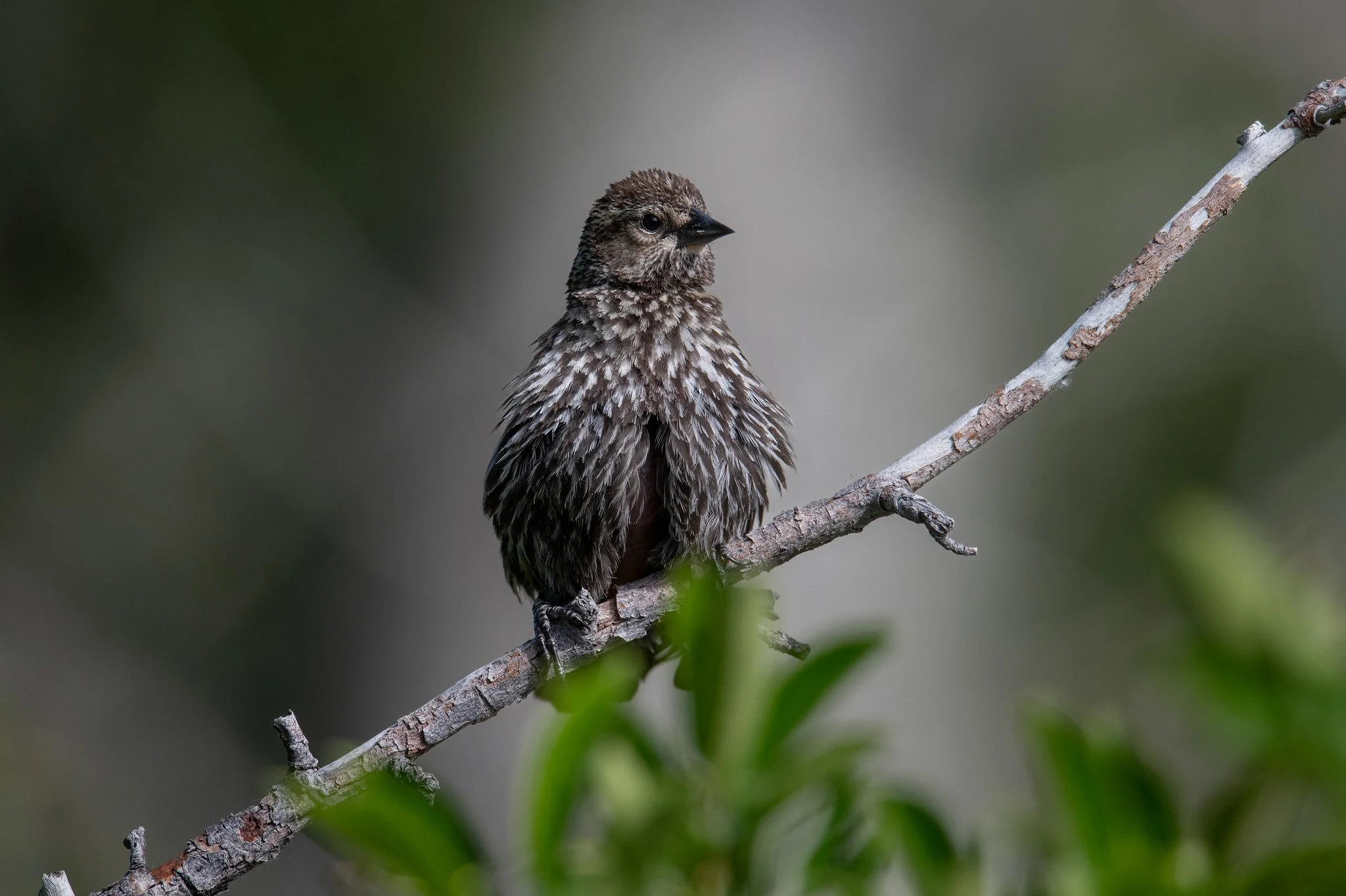 Red-winged Blackbird (Agelaius phoeniceus)