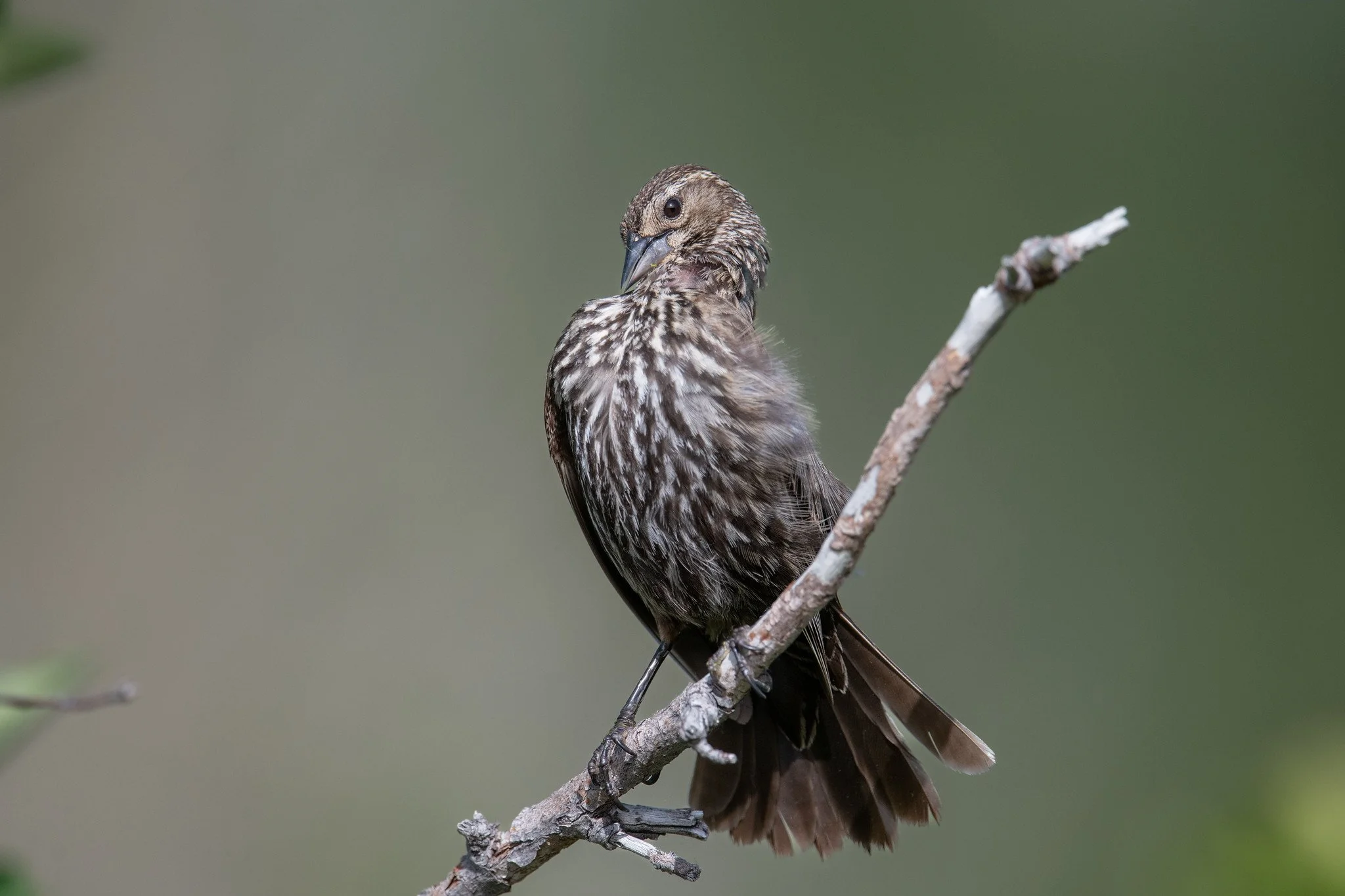 Red-winged Blackbird (Agelaius phoeniceus)