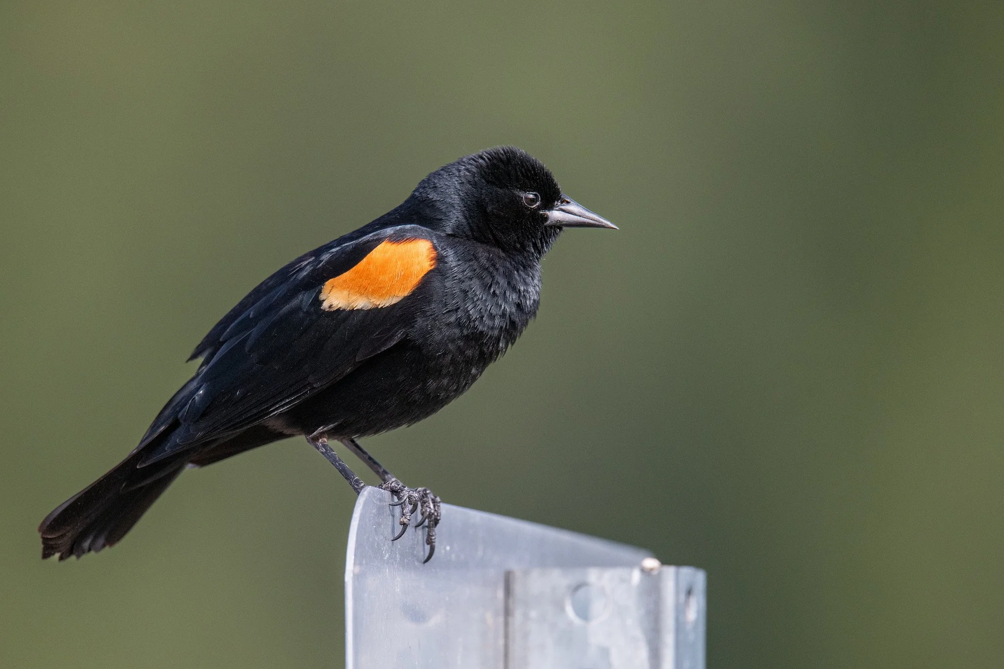 Red-winged Blackbird (Agelaius phoeniceus)