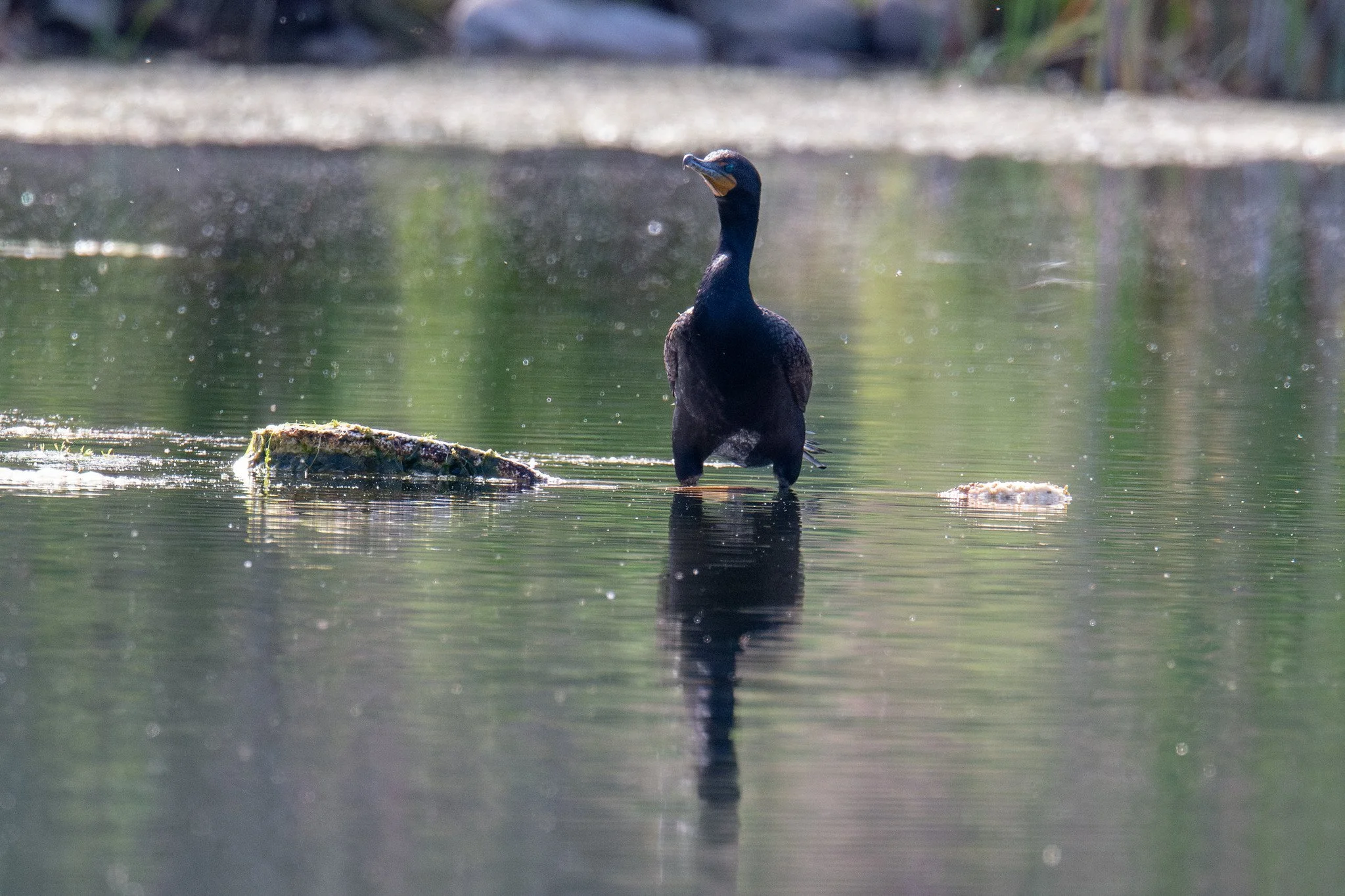 Double-crested Cormorant (Nannopterum auritum)
