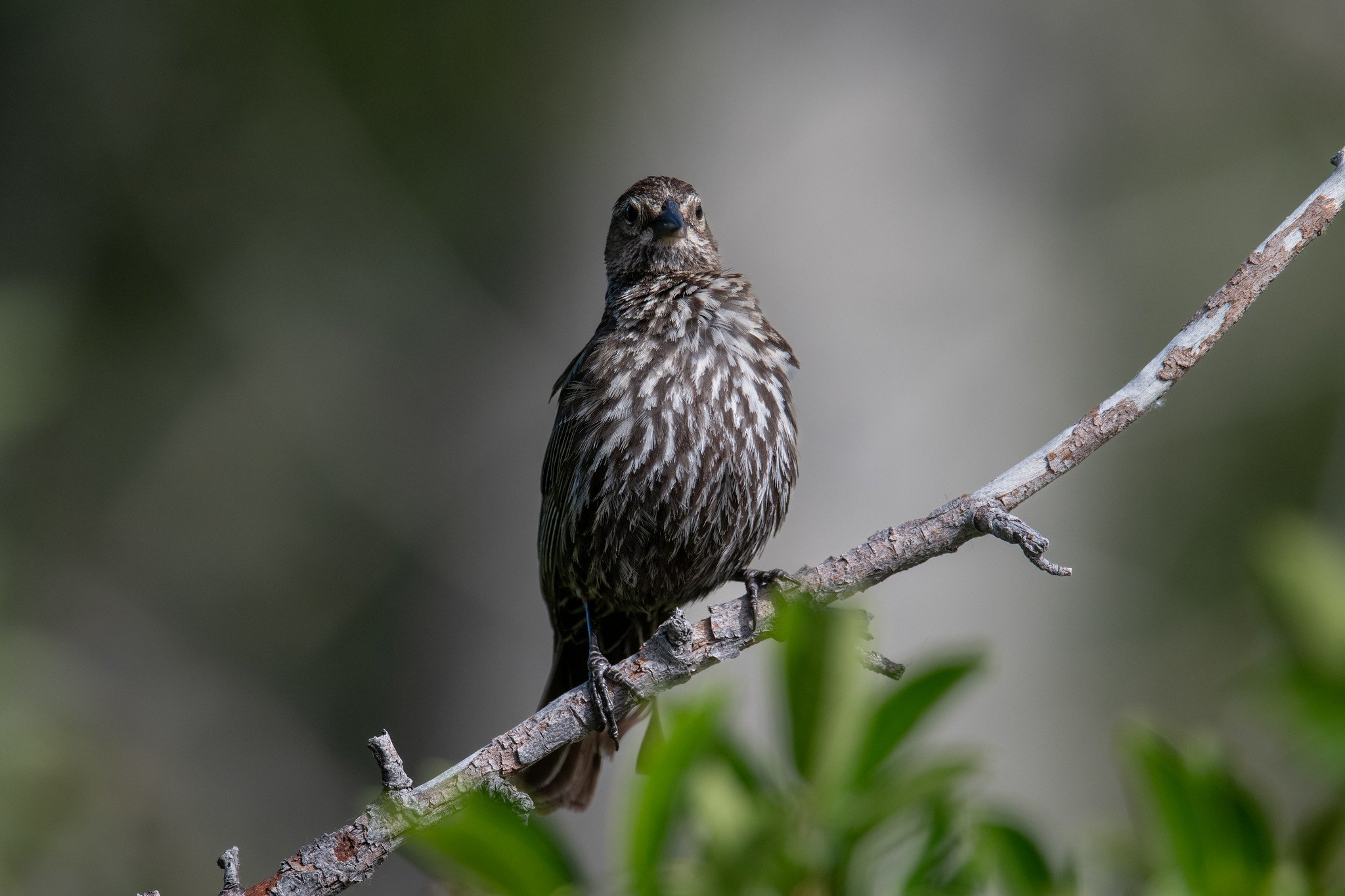 Red-winged Blackbird (Agelaius phoeniceus)