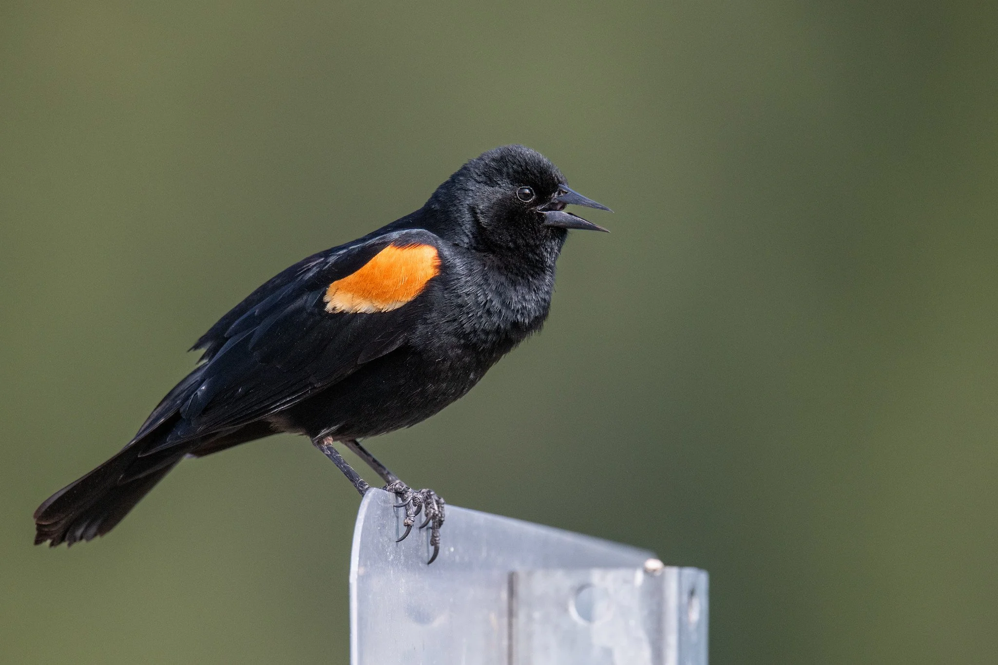 Red-winged Blackbird (Agelaius phoeniceus)