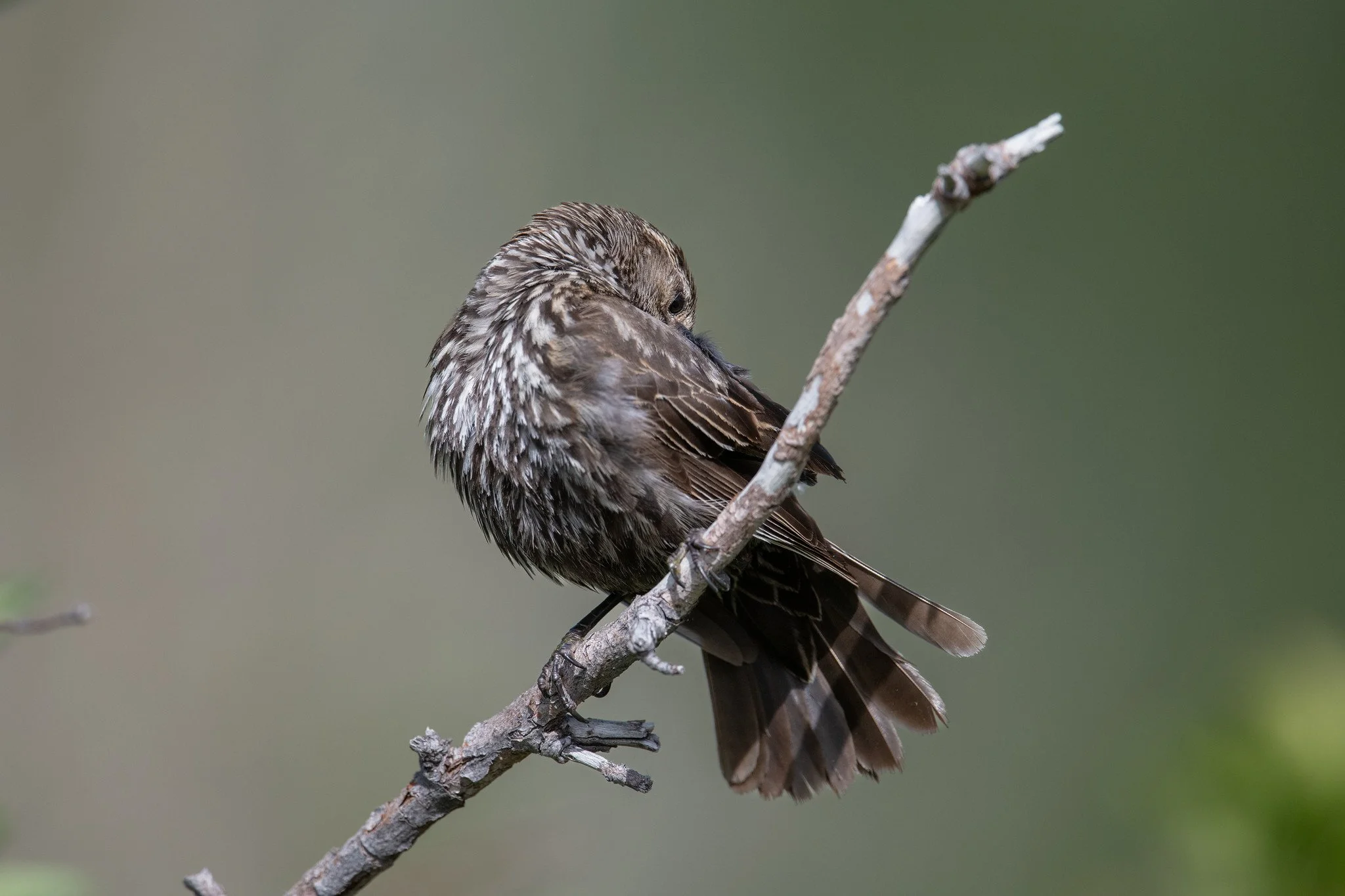Red-winged Blackbird (Agelaius phoeniceus)