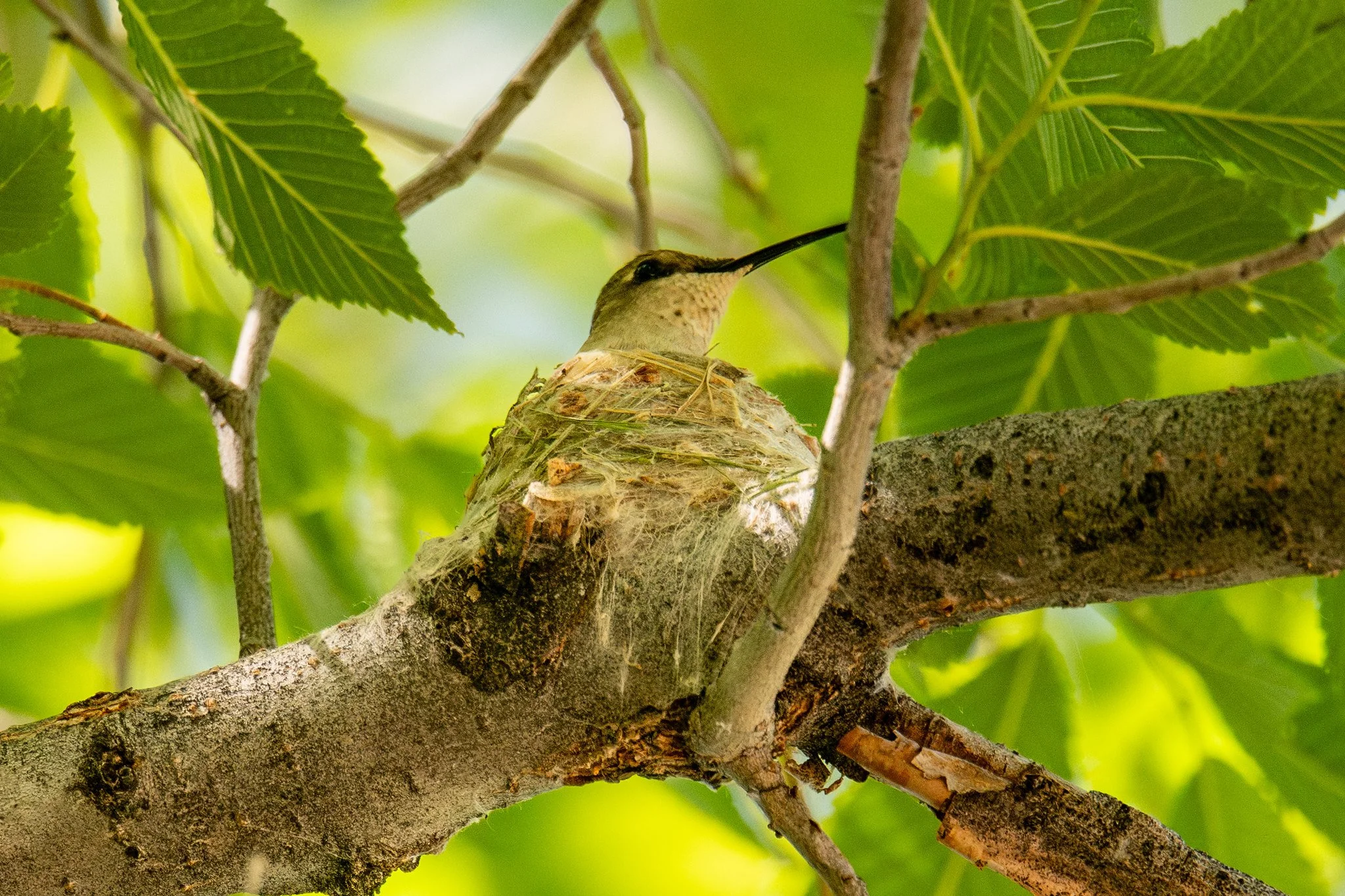 Black-chinned Hummingbird (Archilochus alexandri)