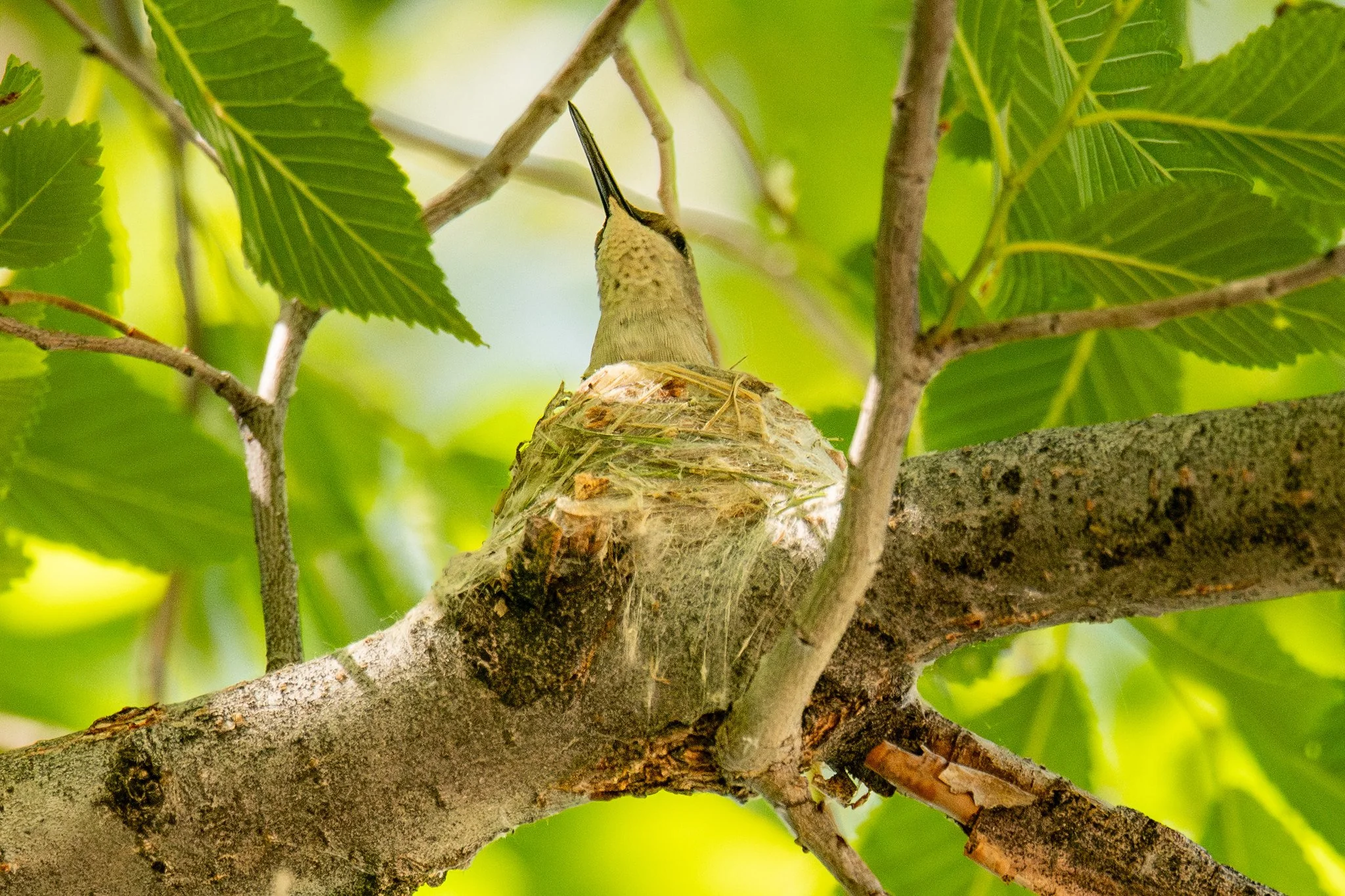Black-chinned Hummingbird (Archilochus alexandri)