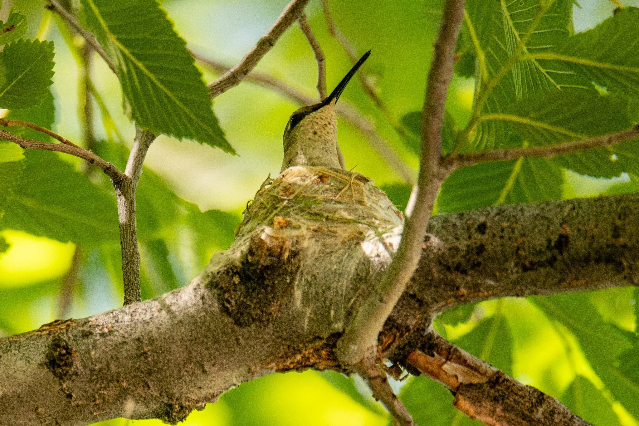 Black-chinned Hummingbird (Archilochus alexandri)