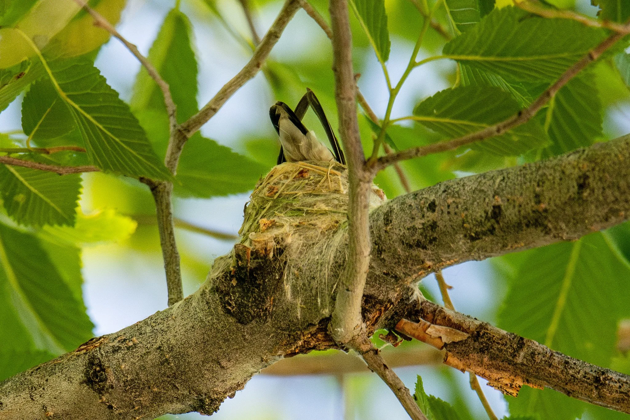 Black-chinned Hummingbird (Archilochus alexandri)