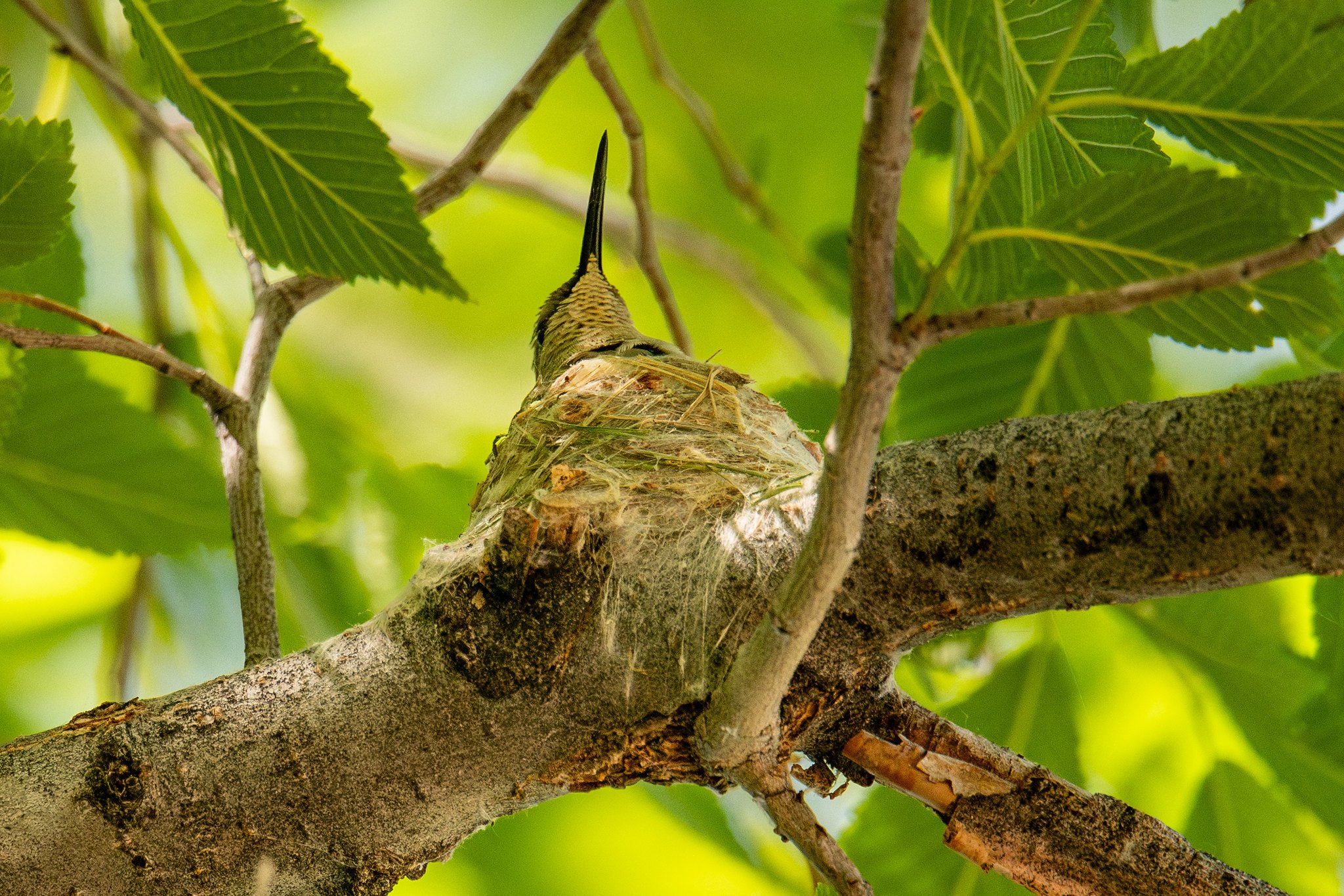 Black-chinned Hummingbird (Archilochus alexandri)