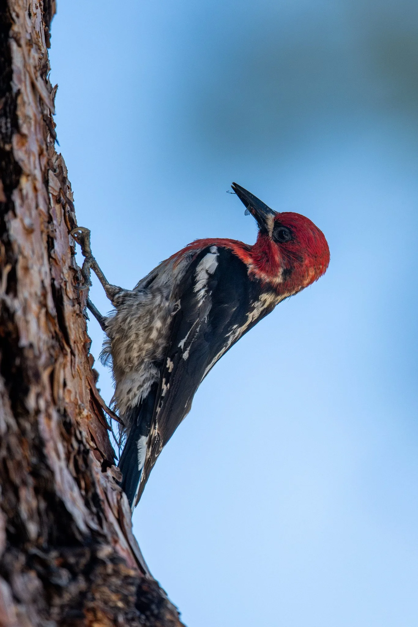 Red-breasted Sapsucker (Sphyrapicus ruber)