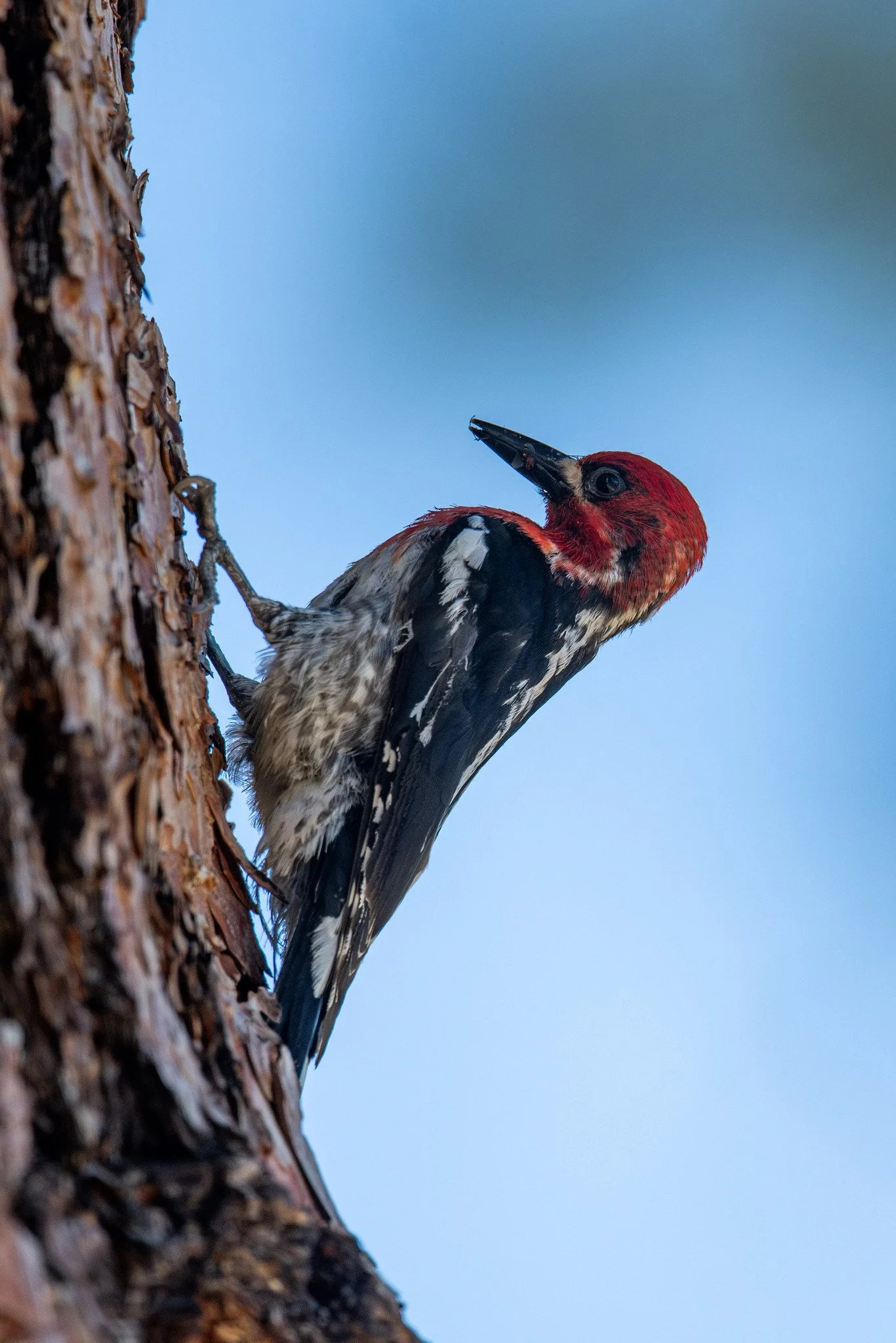 Red-breasted Sapsucker (Sphyrapicus ruber)