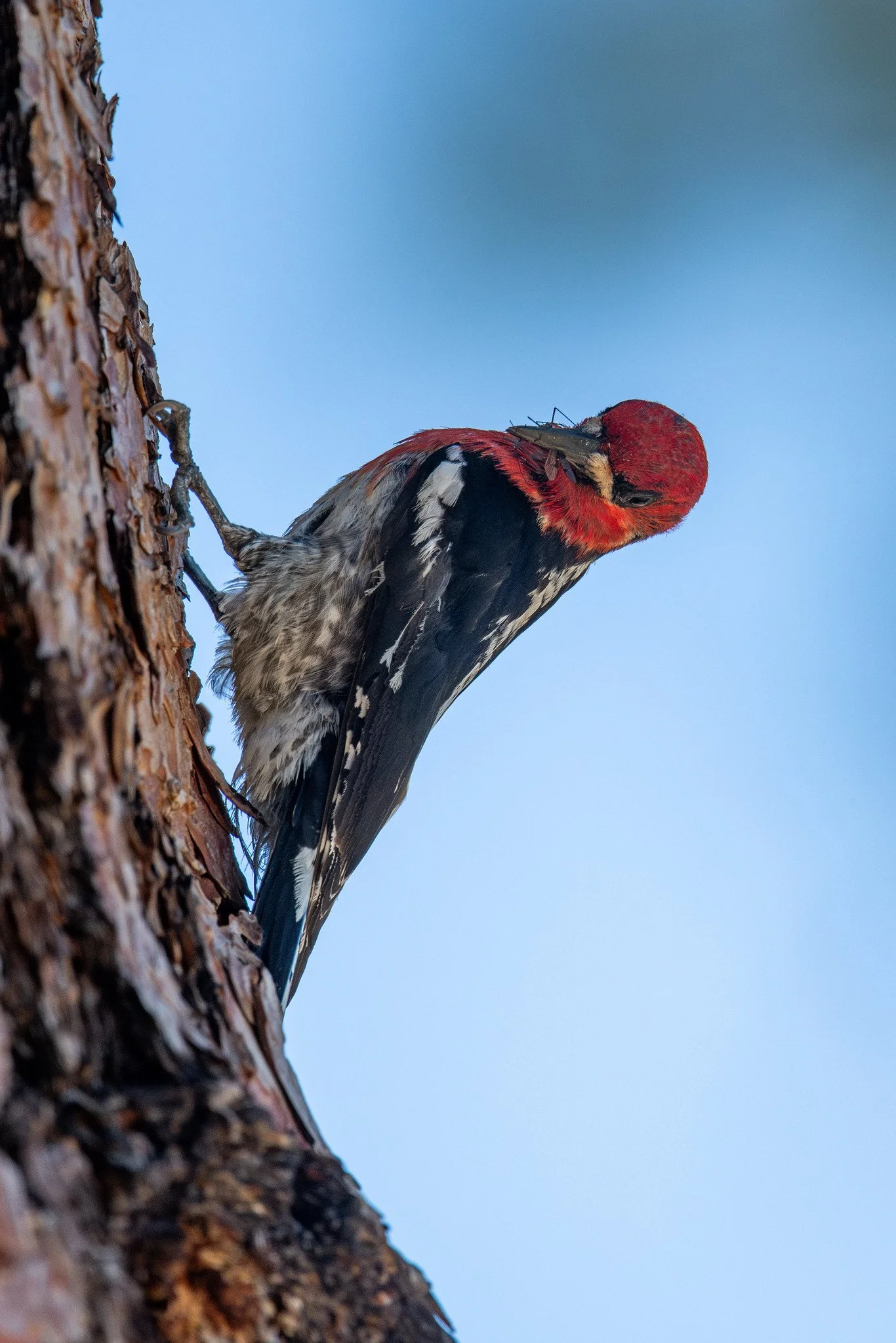 Red-breasted Sapsucker (Sphyrapicus ruber)
