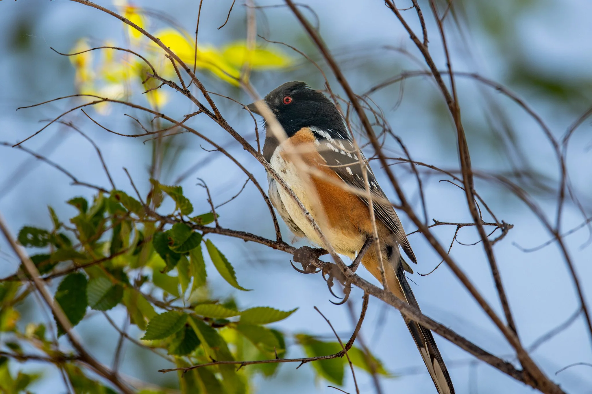 Spotted Towhee (Pipilo maculatus)