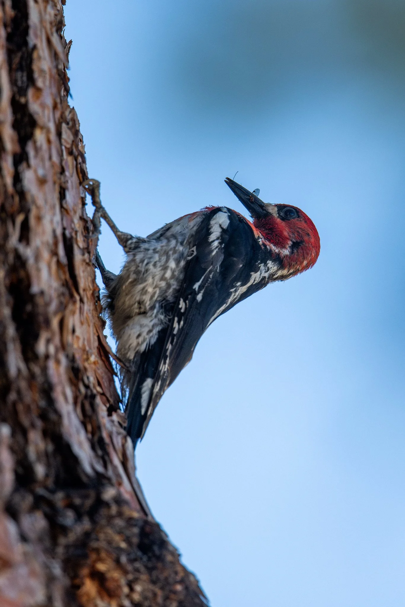 Red-breasted Sapsucker (Sphyrapicus ruber)