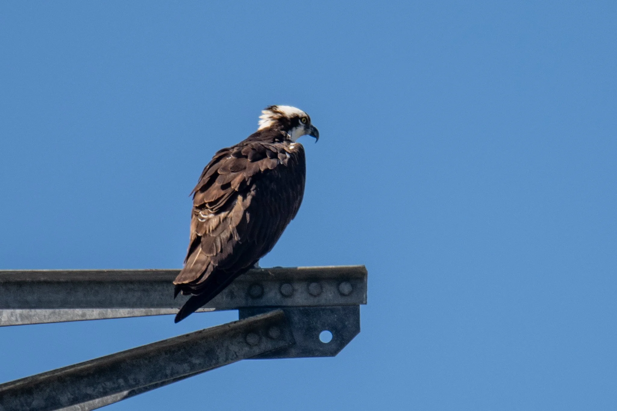 Osprey (Pandion haliaetus)