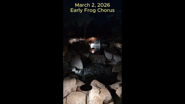 2026-03-02 - Frog Chorus.mp4