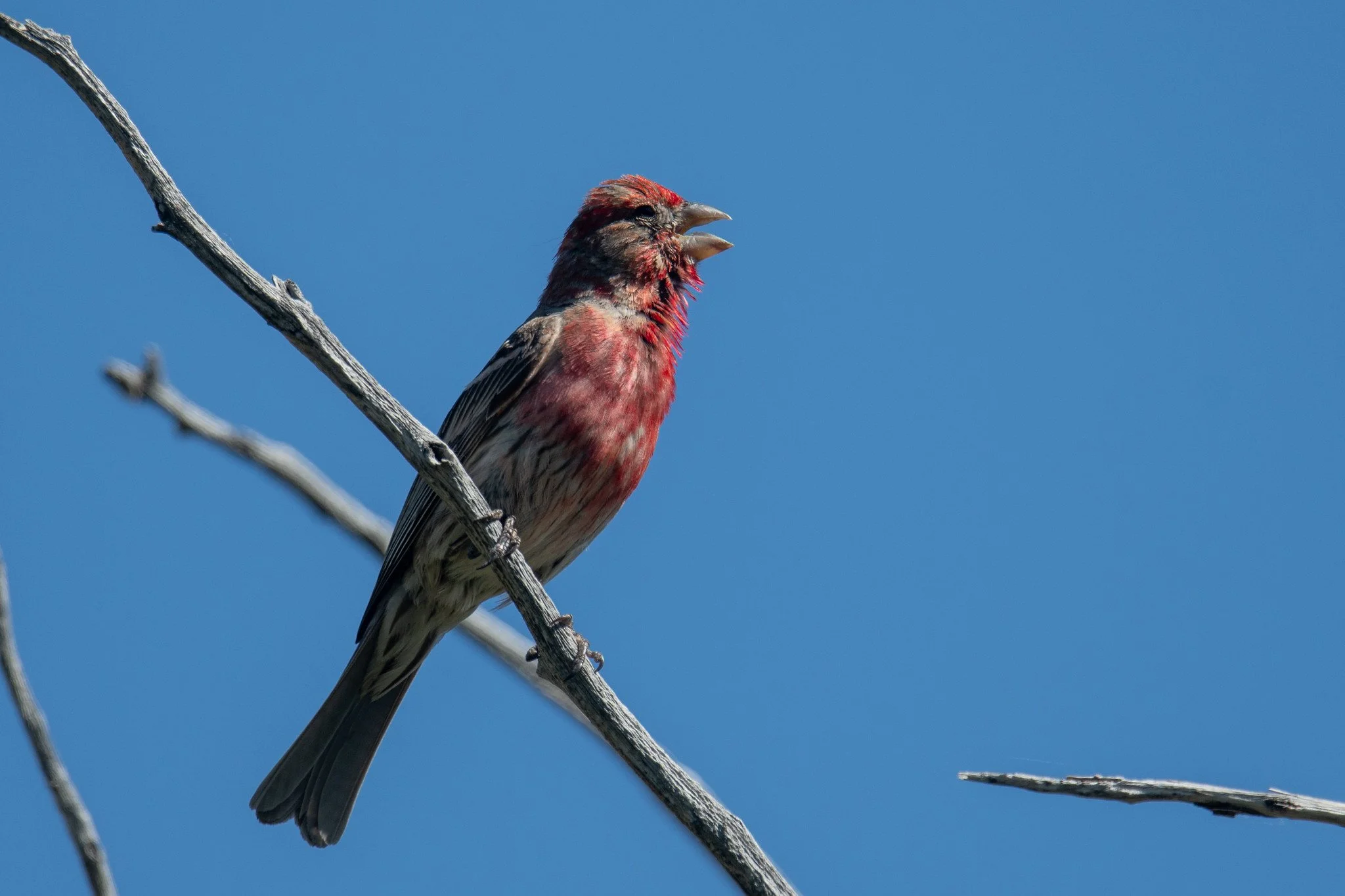 House Finch (Haemorhous mexicanus)