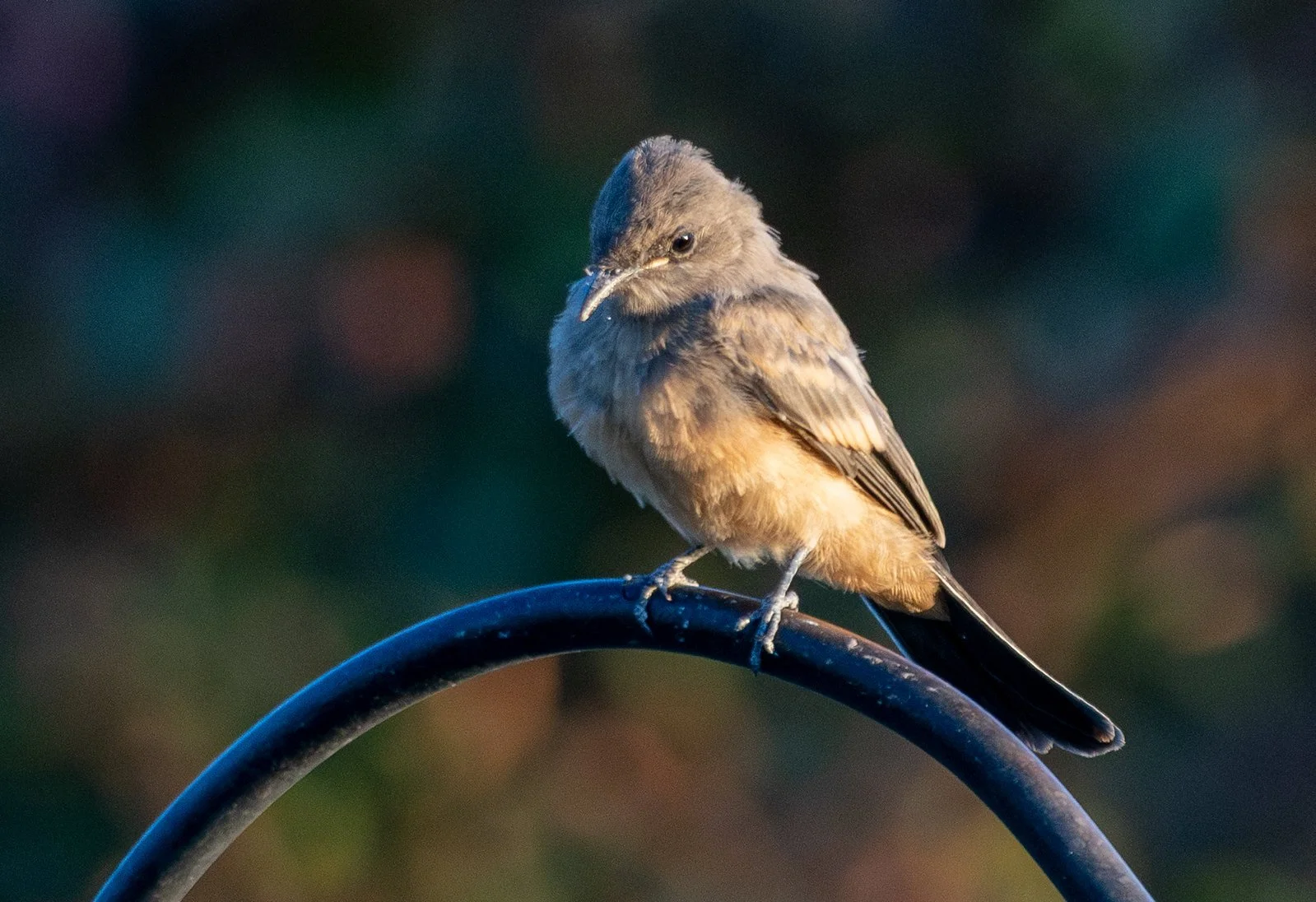 Say's Phoebe (Sayornis saya)