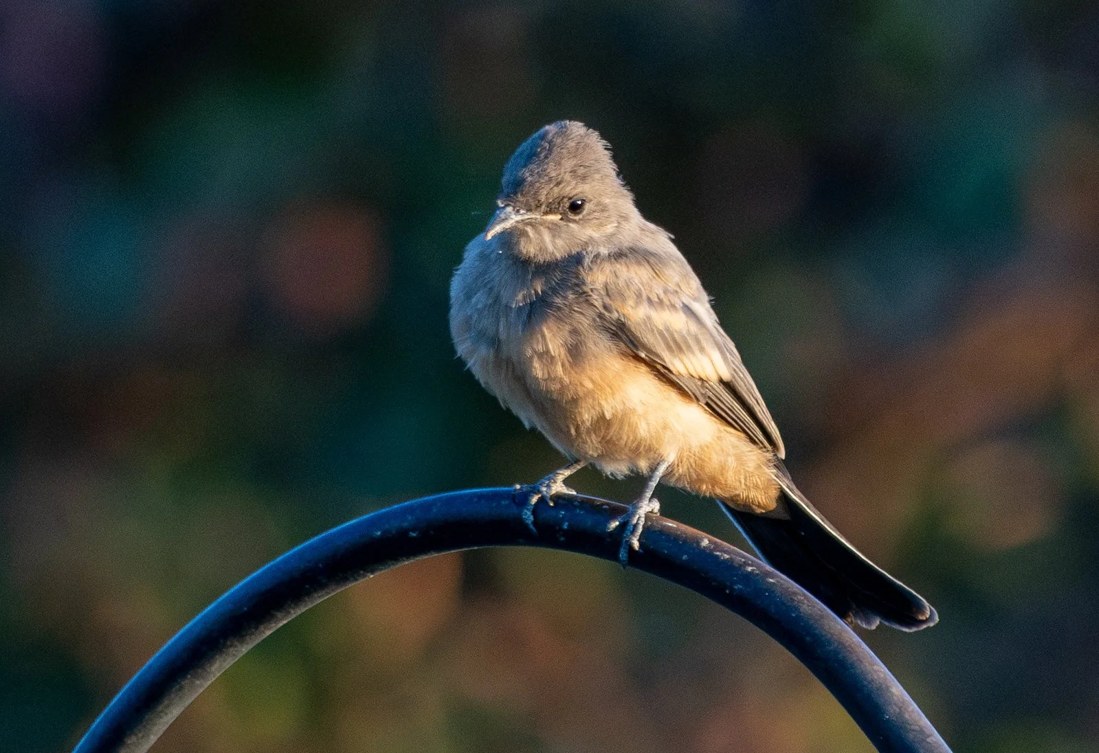 Say's Phoebe (Sayornis saya)