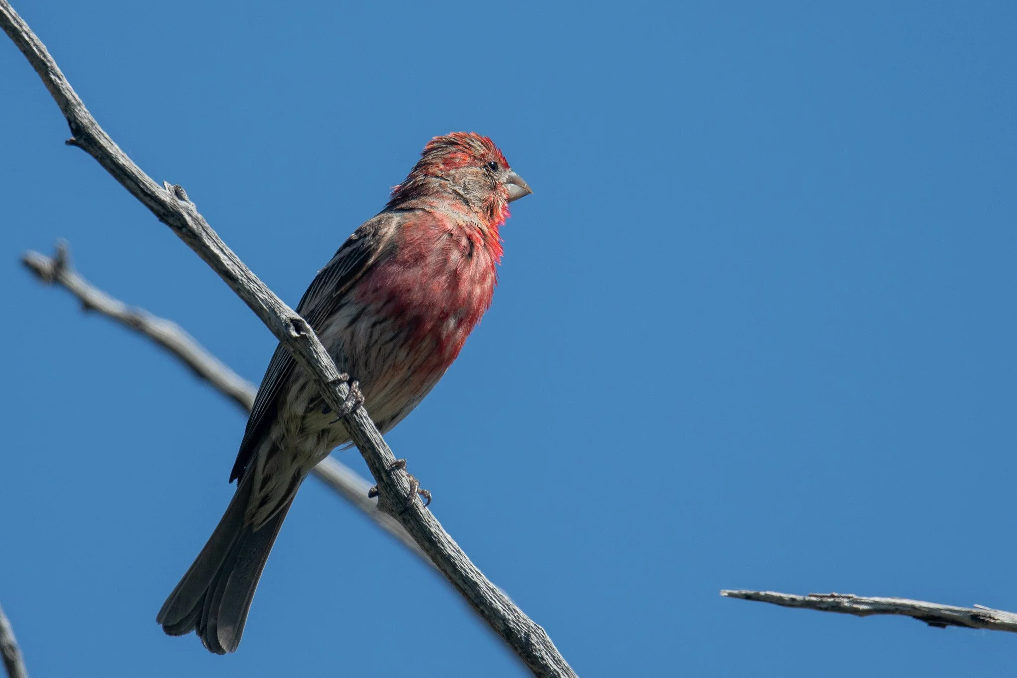 House Finch (Haemorhous mexicanus)