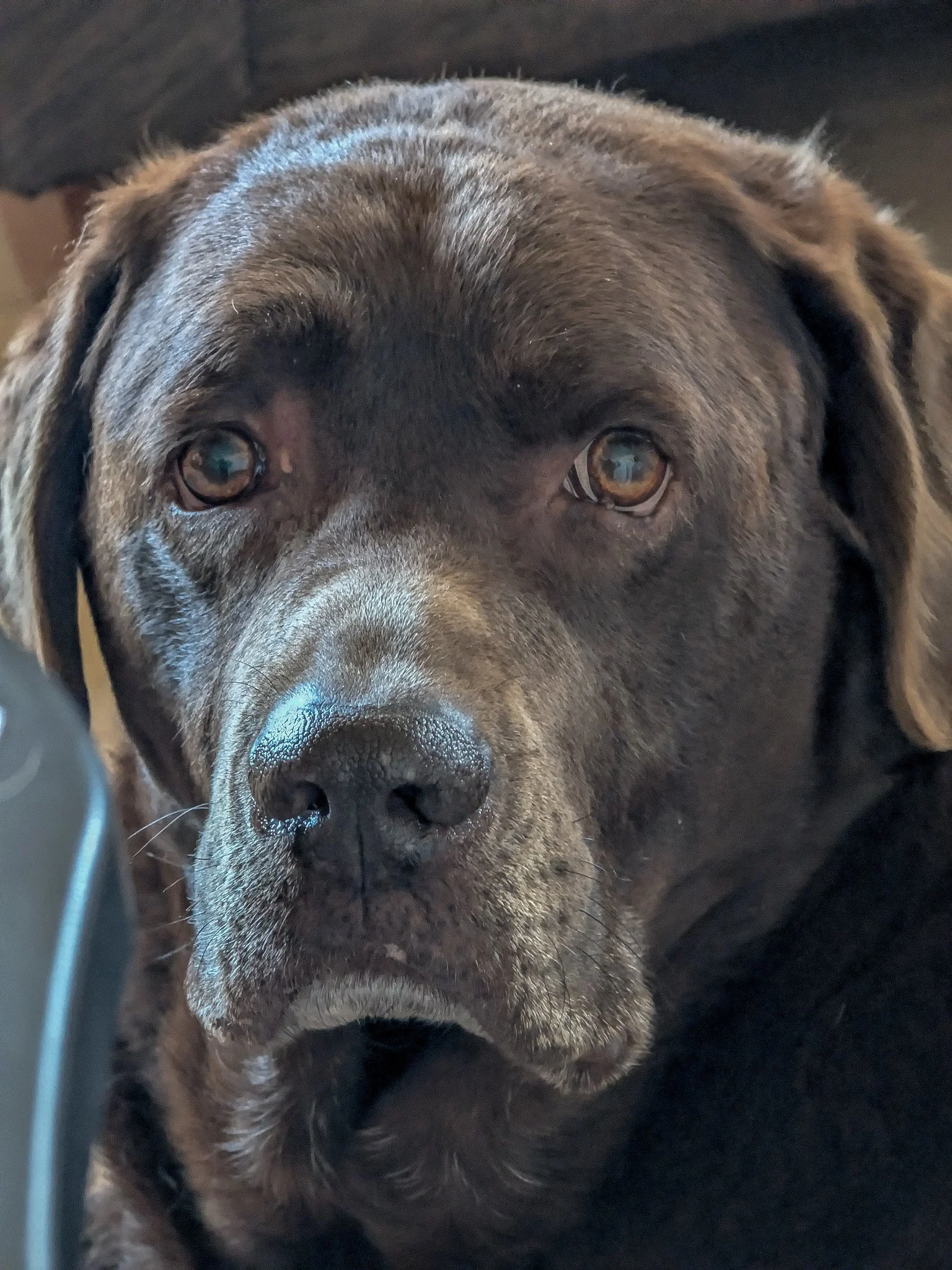 Old Man Diesel (almost 10 yrs)