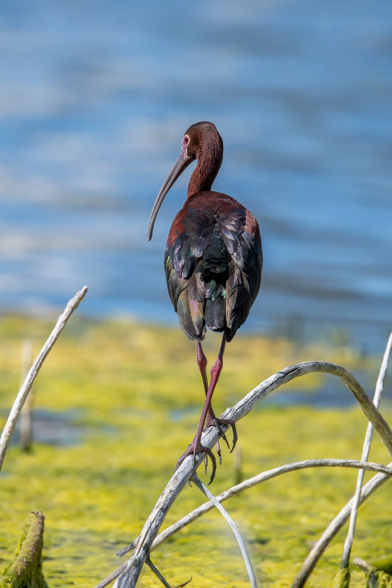 White-faced Ibis (Plegadis chihi)