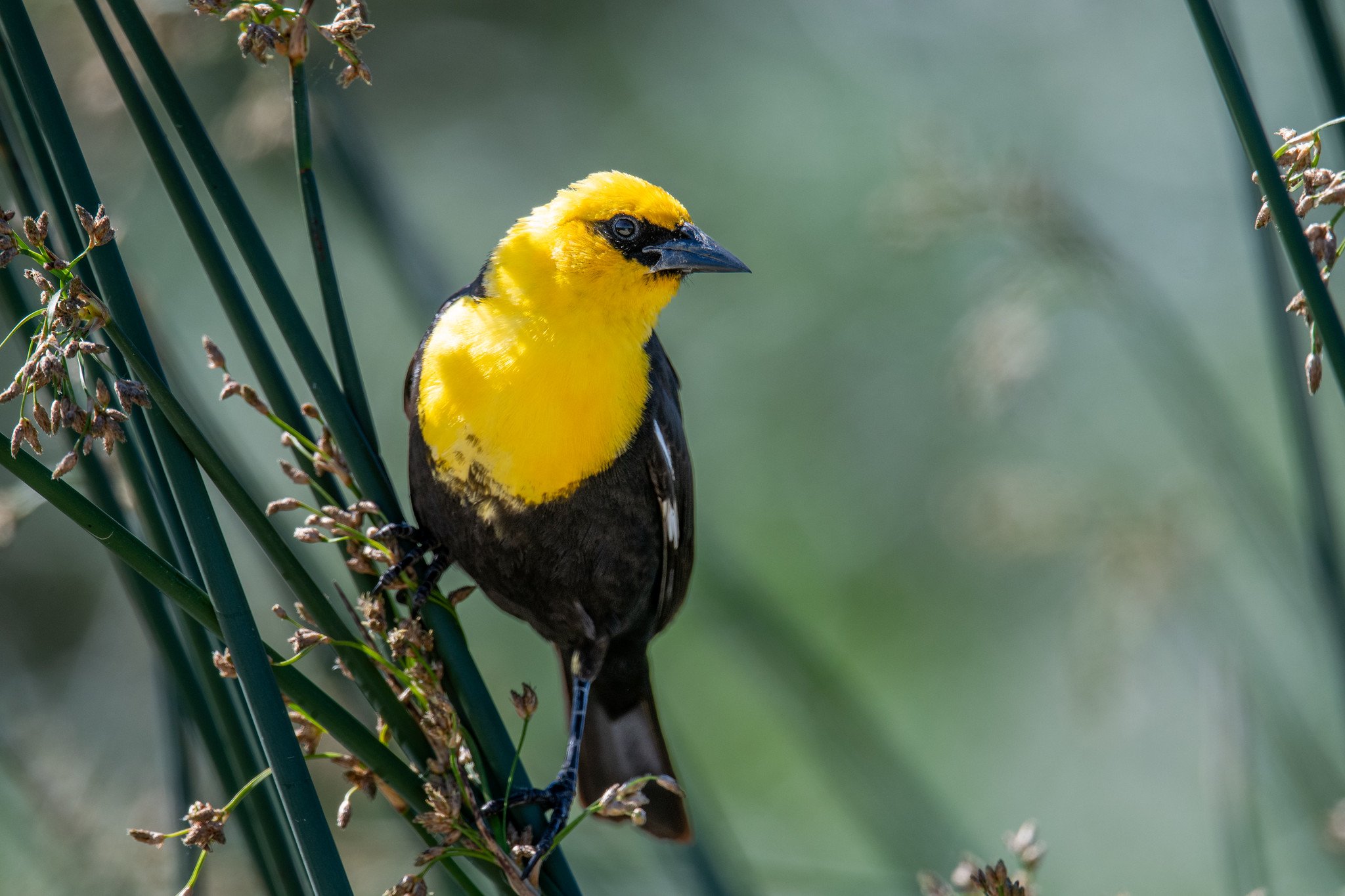 Yellow-headed Blackbird (Xanthocephalus xanthocephalus)